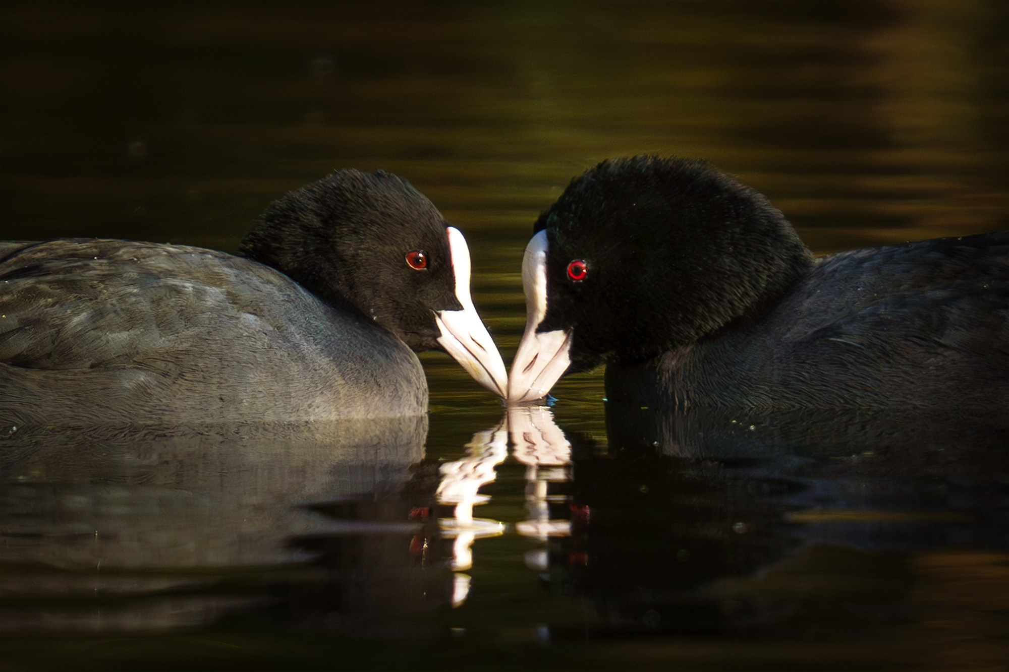 Удивительные мир птиц. Вокруг нас столько прекрасного — присмотритесь!. Ваш личный фотограф Марина Волкова