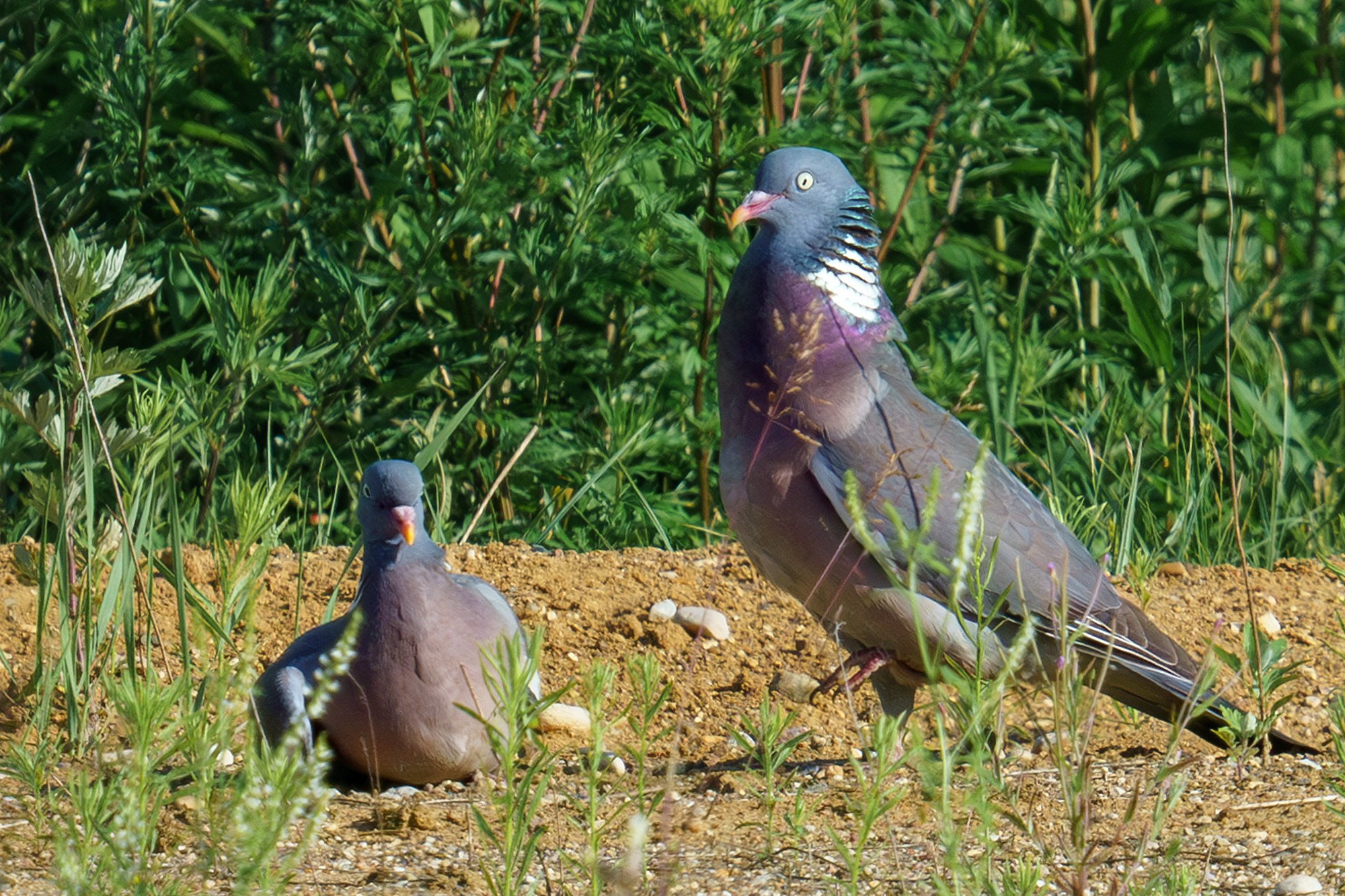 Удивительные мир птиц. Вокруг нас столько прекрасного — присмотритесь!. Ваш личный фотограф Марина Волкова