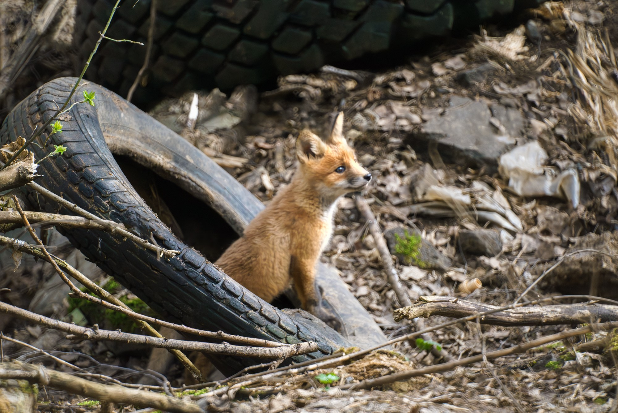 Животные. Ваш личный фотограф Марина Волкова