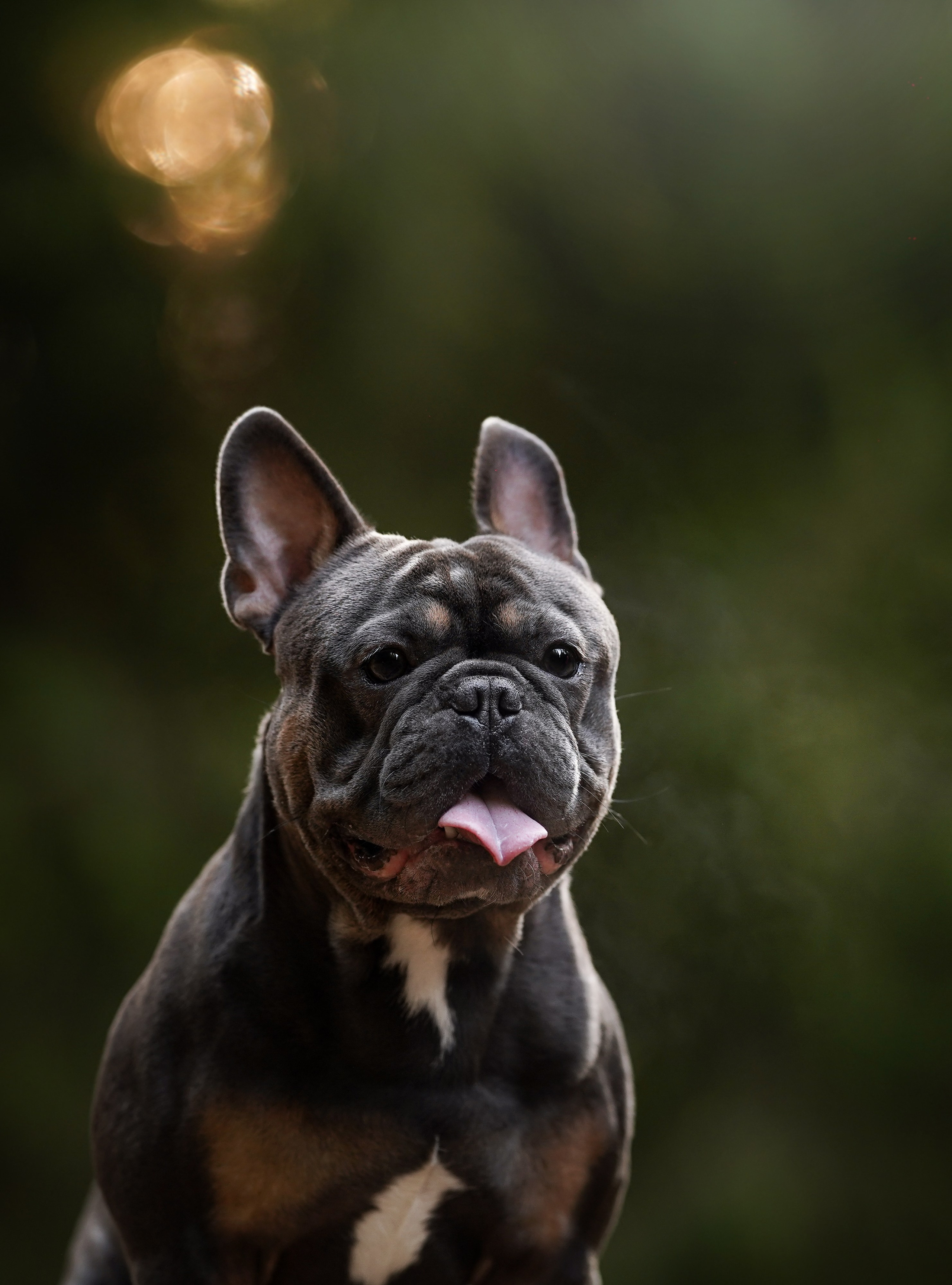 Юлия Петя и Моника. Фотограф-анималист в Санкт-Петербурге Яна Мартынова