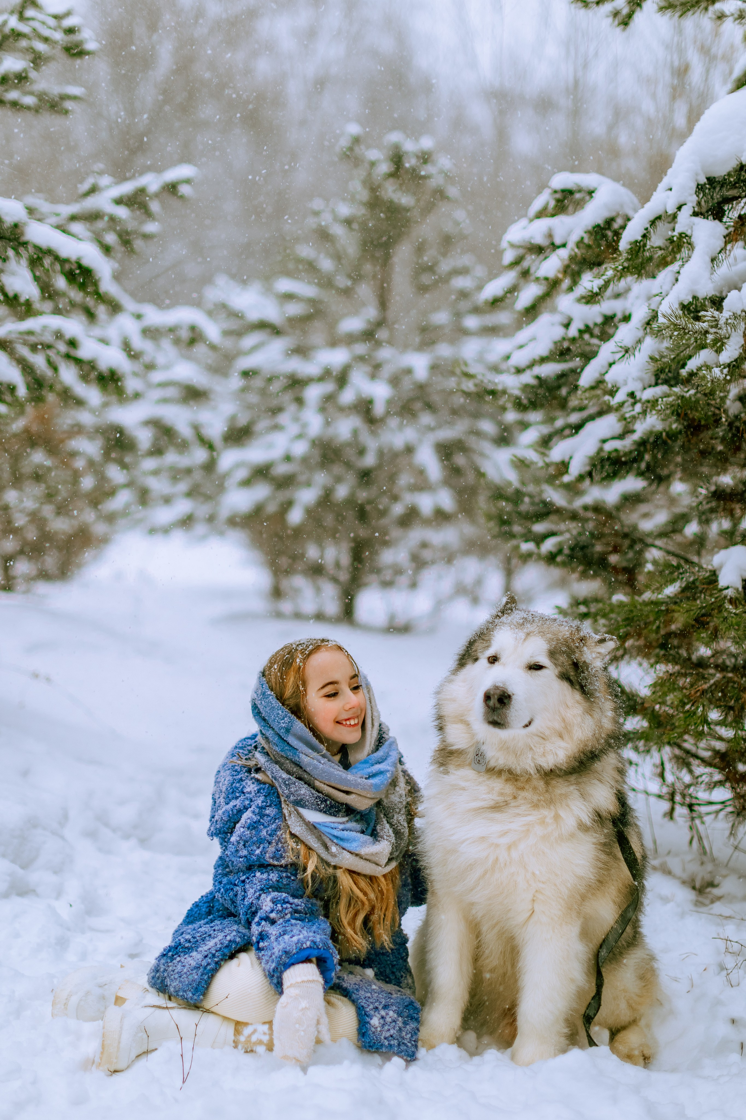 София и аляскинский маламут. Фото и видео Москва, Московский. Свадебный фотограф, видеограф, фотосессии, видеосъемка
