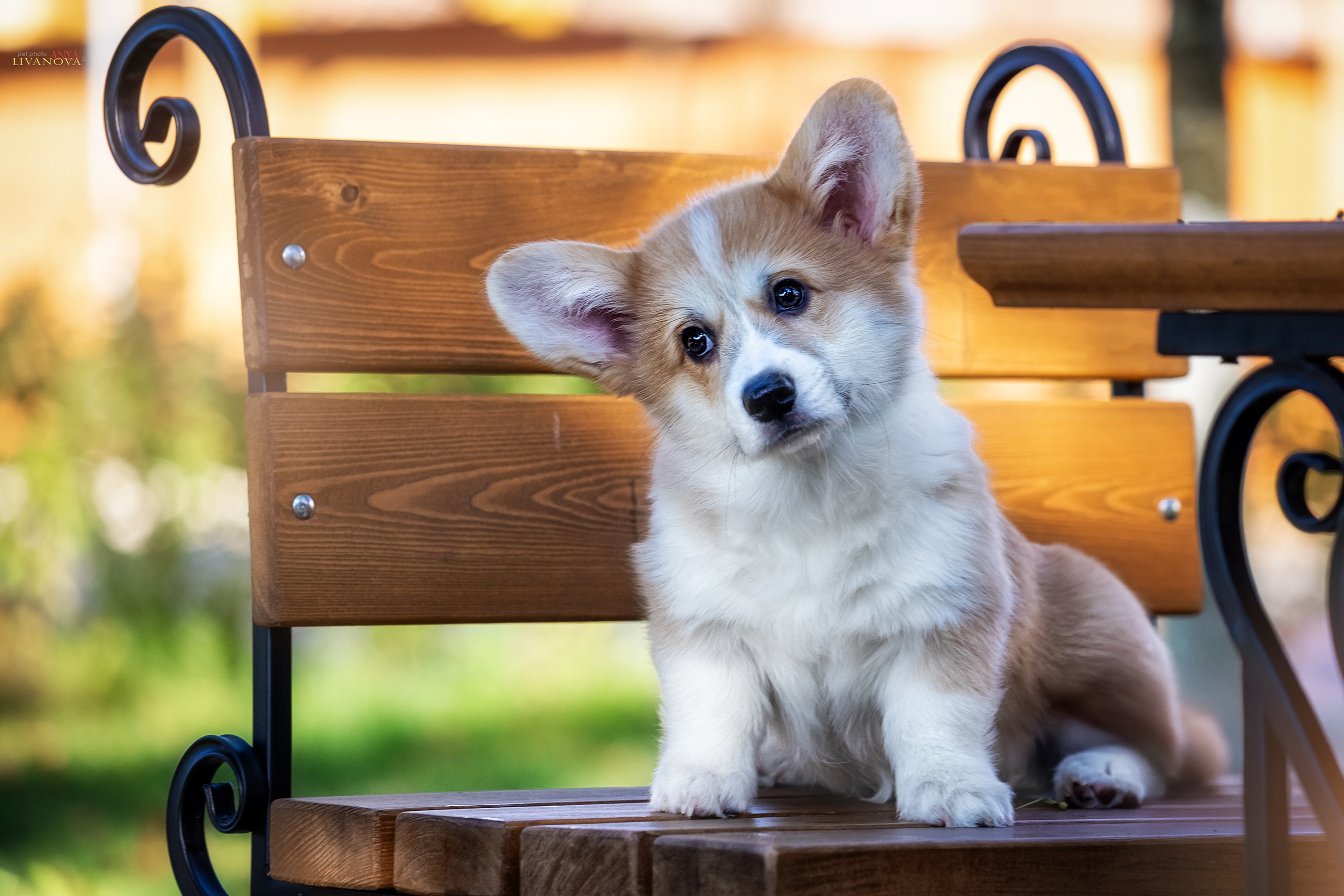 Коржики. Фотограф анималист Аня Ливанова | Рыбинск