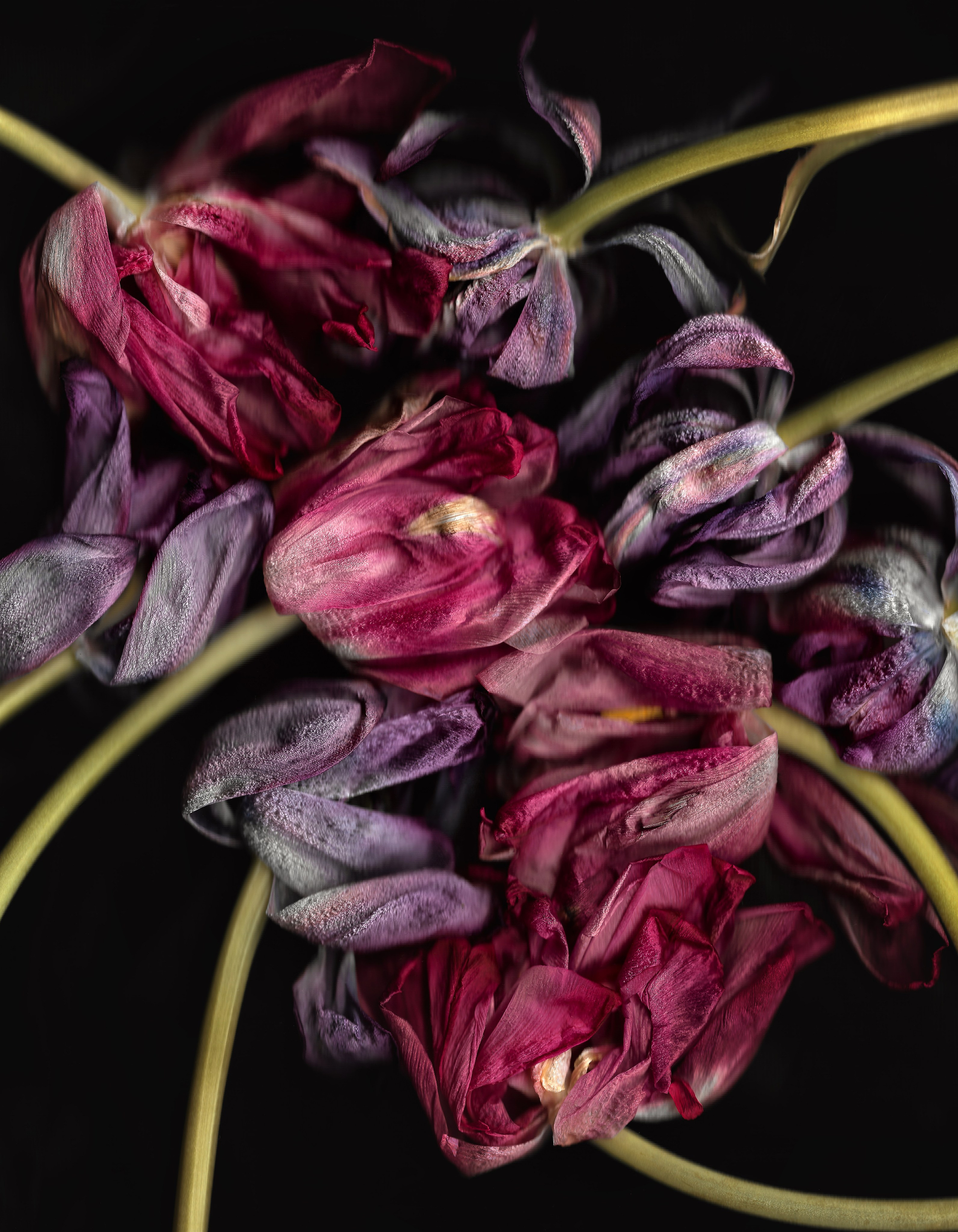 Серия „Тюльпаны“. Детский и семейный фотограф Зоя Павкина