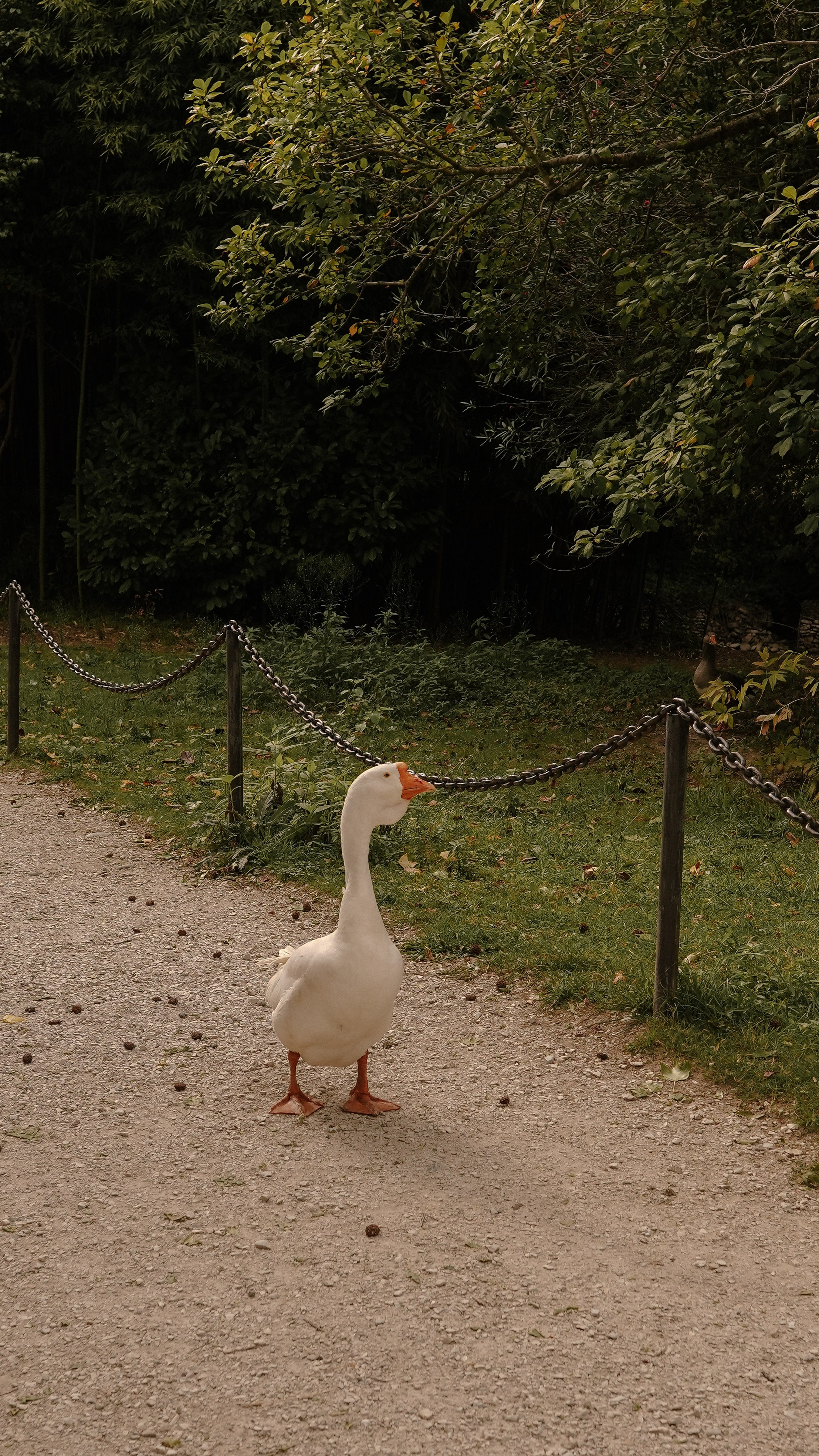 Дендрологический парк «Южные культуры». Милана Довгаль - семейный фотограф и видеограф  в Адлере и Сочи