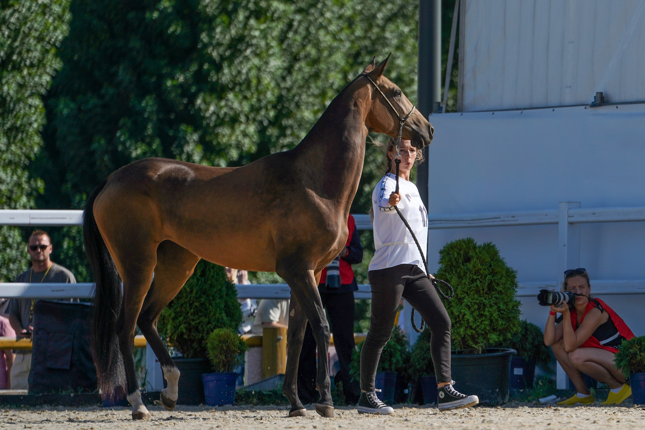 Чемпионат лошадей чистокровной ахалтекинской породы «КУБОК РОССИИ — 2024». Фотограф-анималист, портретный фотограф в Чебоксарах Мария Садыкова