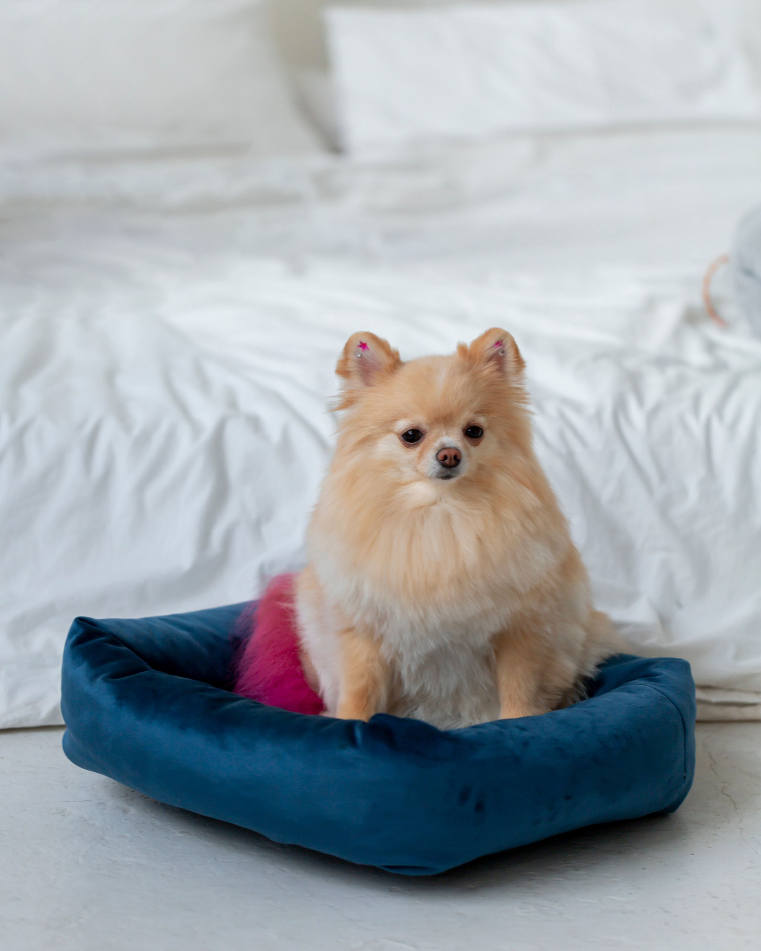 Лежанки для животных. Предметный & фудфотограф Рязань