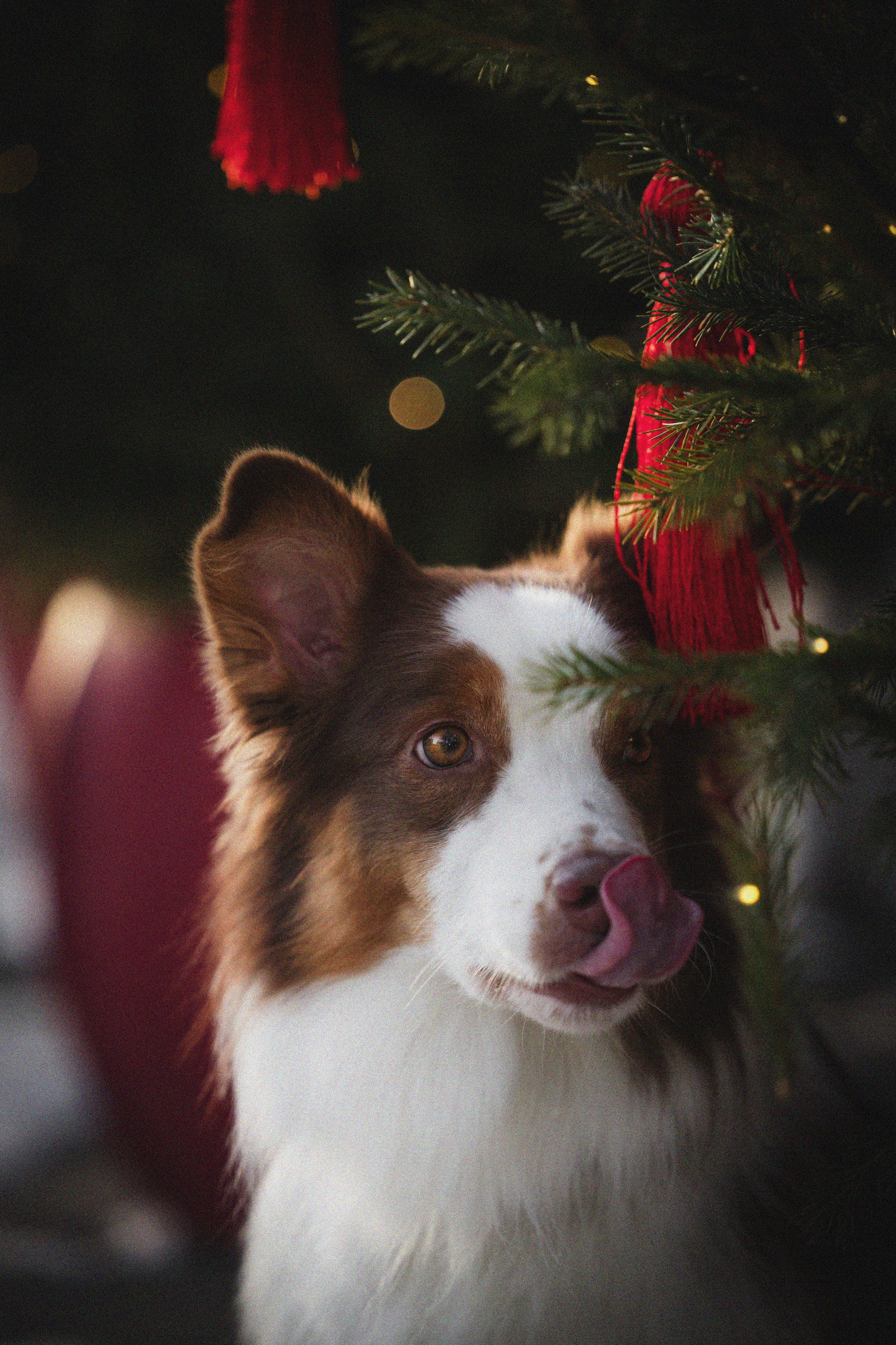 Портфолио. Фотограф-анималист в Екатеринбурге Марина Шишкина