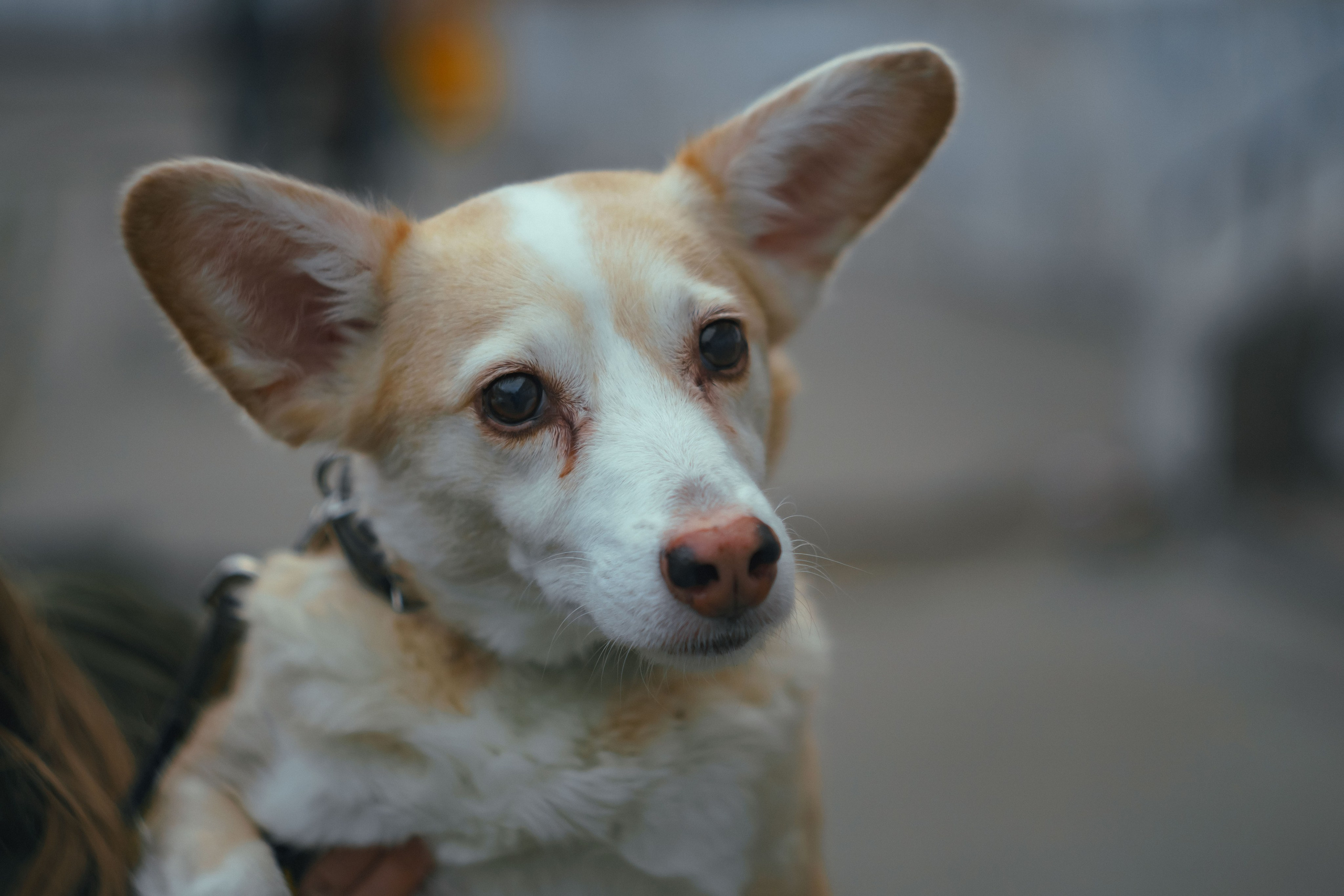 Соня. Фотограф в Кстово и Нижнем Новгороде KOLOSOK