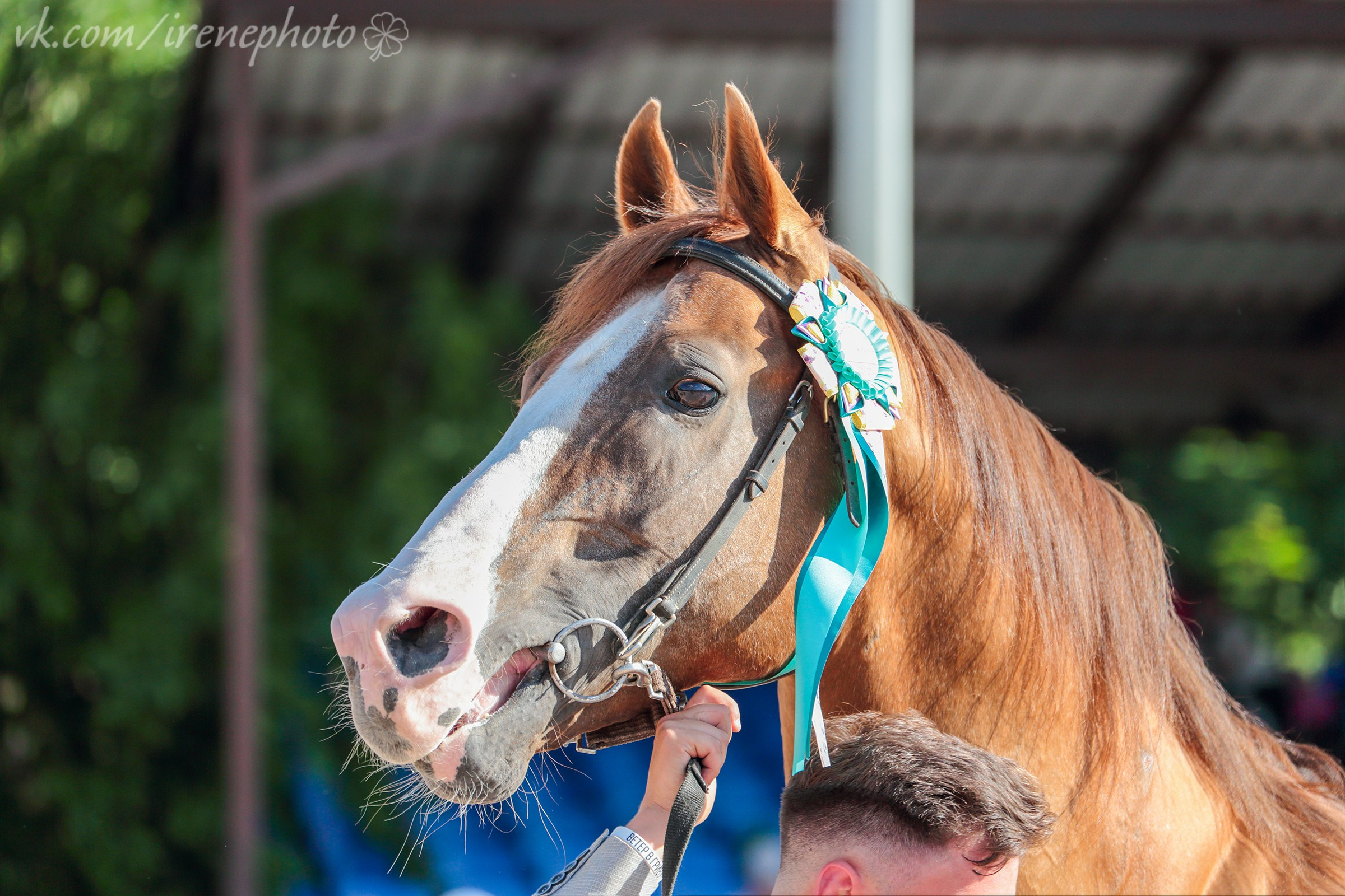 Иппосфера 2024. Irenephoto.ru