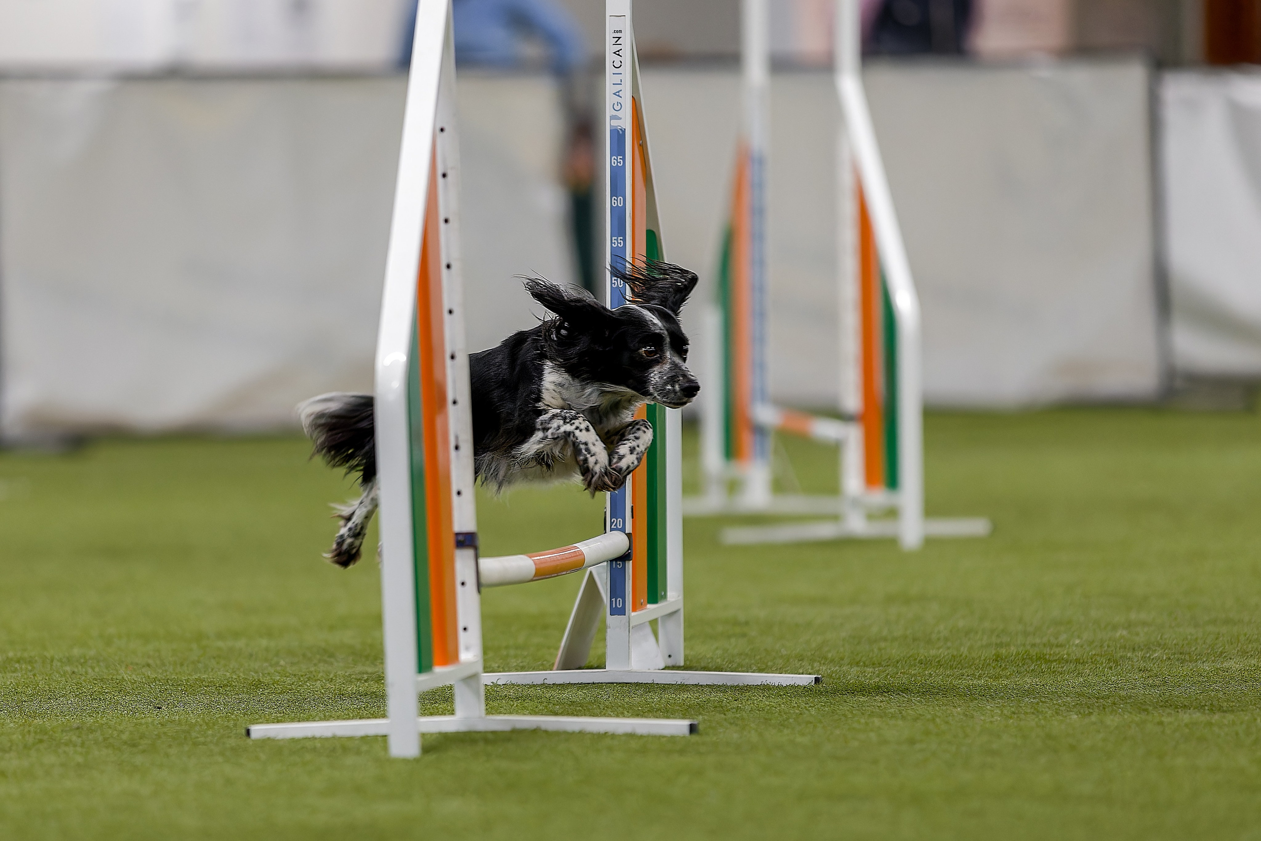 Кубок Пёсбурга 2025. Irenephoto.ru