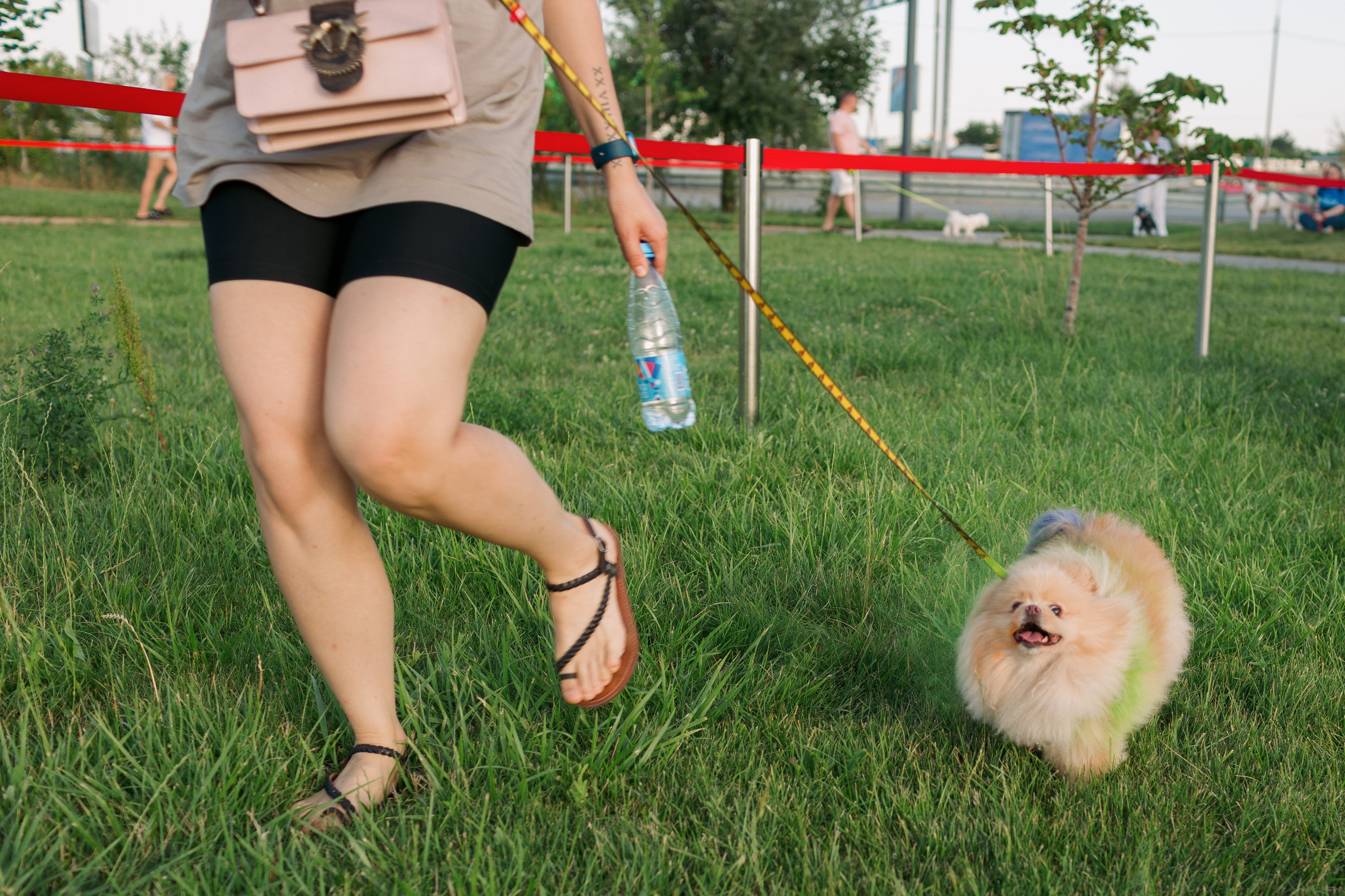 Dog Fest 2024. Главная