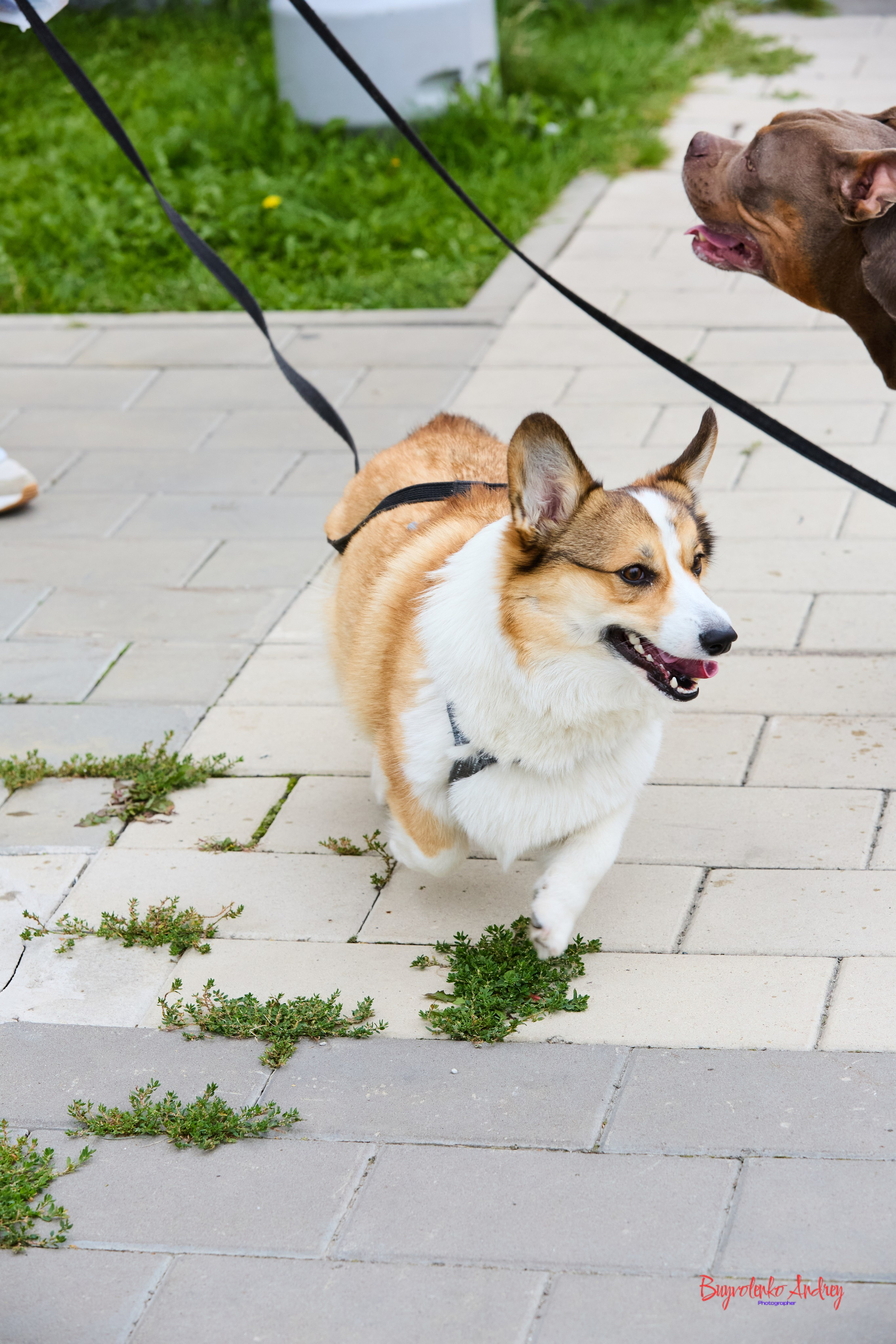 Проект фотопрогулка с хвостиком. Buyvolenko Andrey