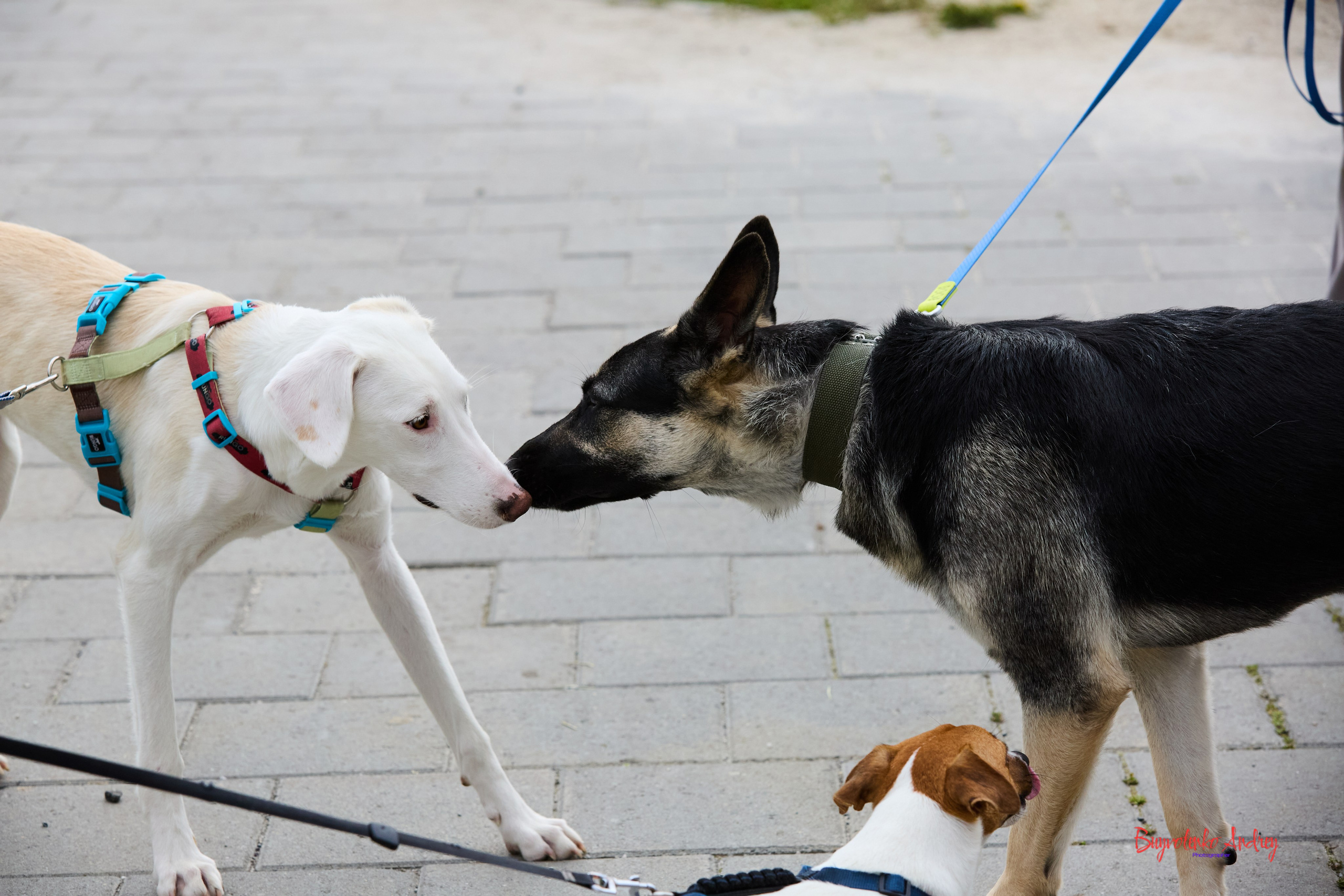 Проект фотопрогулка с хвостиком. Buyvolenko Andrey