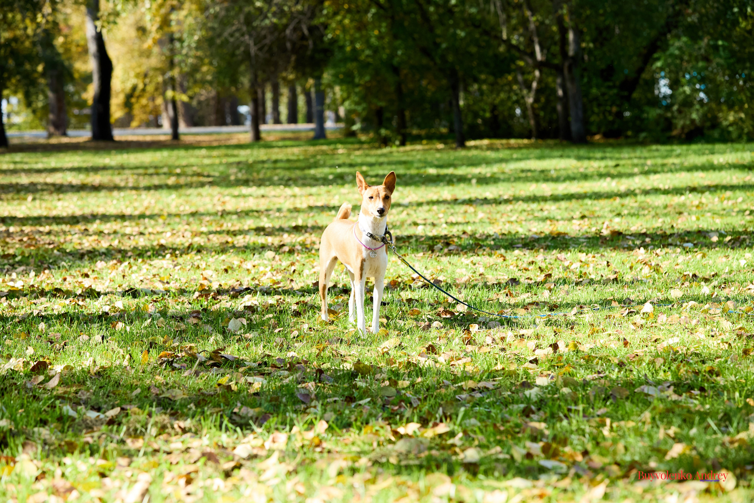 Басенджи и Аусси 21.09.2025. Buyvolenko Andrey