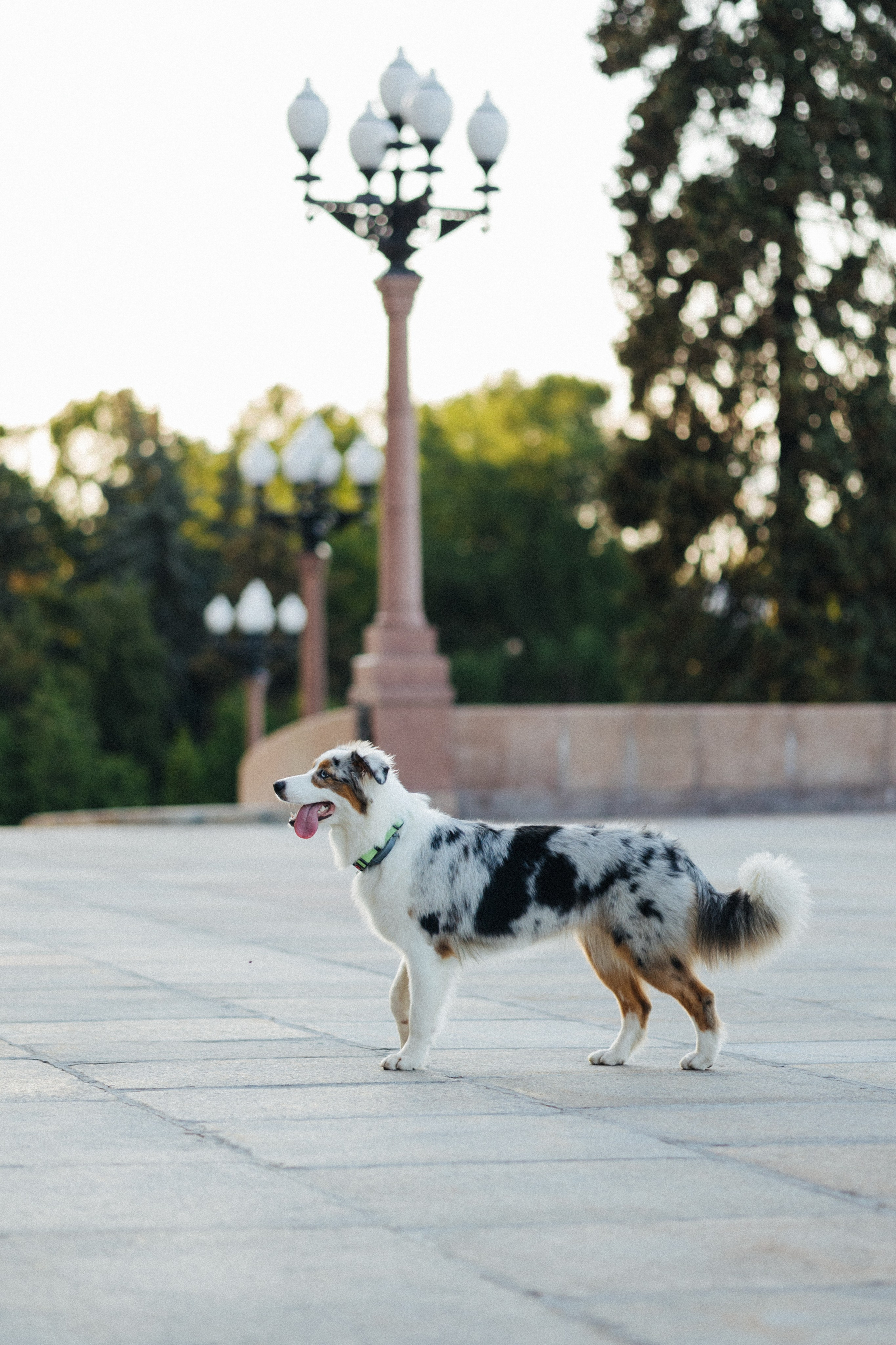 Настя, Влад и Лэйк. Фотораф — анималист Мария Шистка