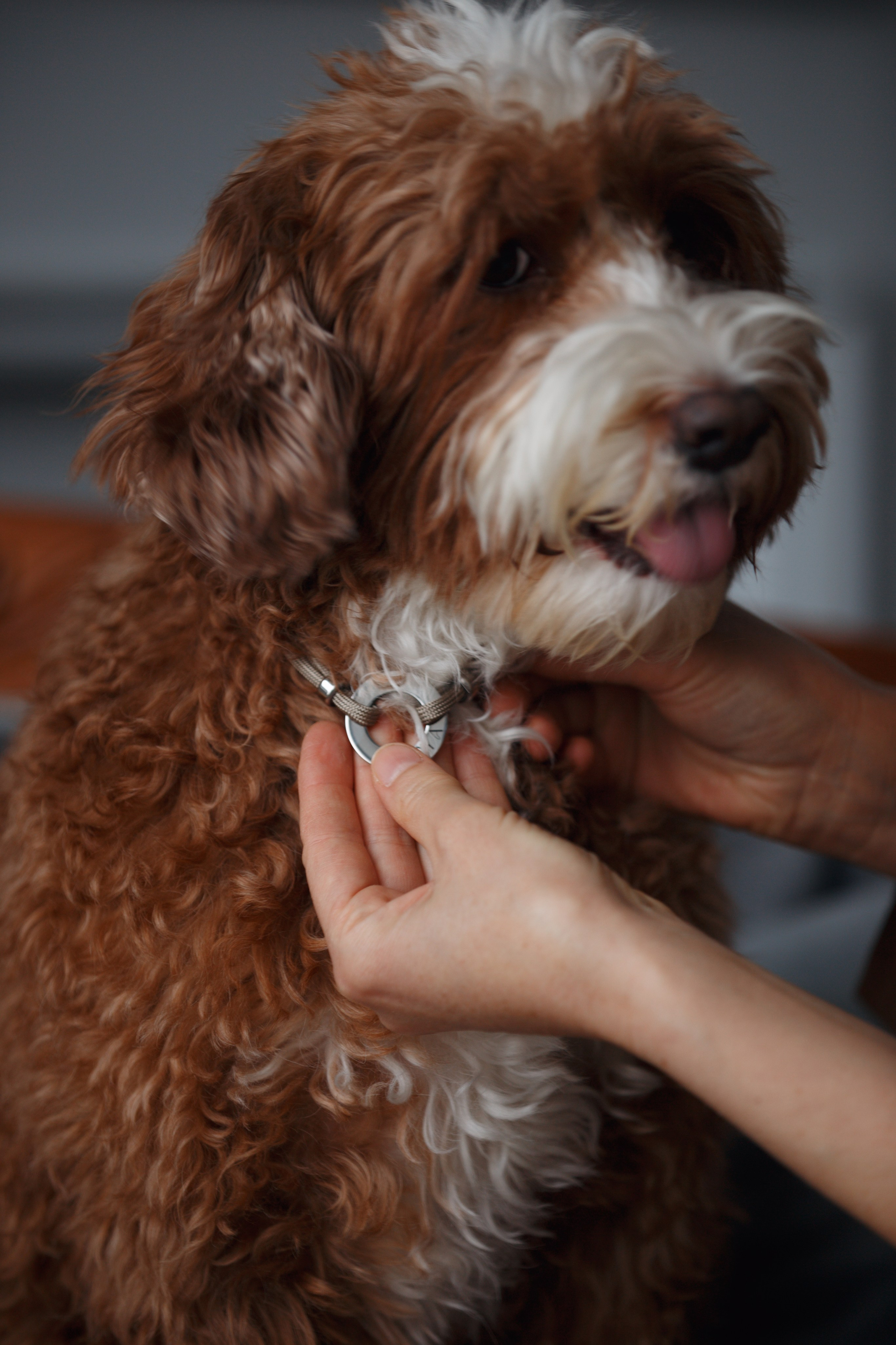 Bmbh лежанки и адресники. Фотограф анималист Кристина Карпова, Москва