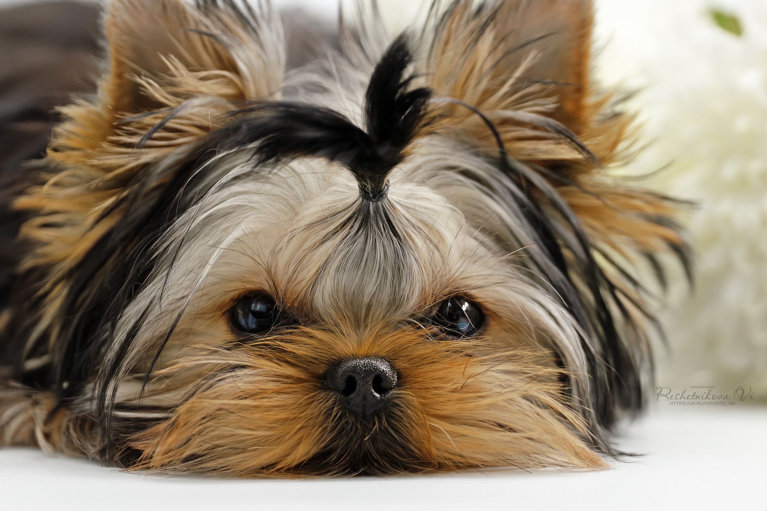 Собаки. Фотограф-анималист Нижний Новгород