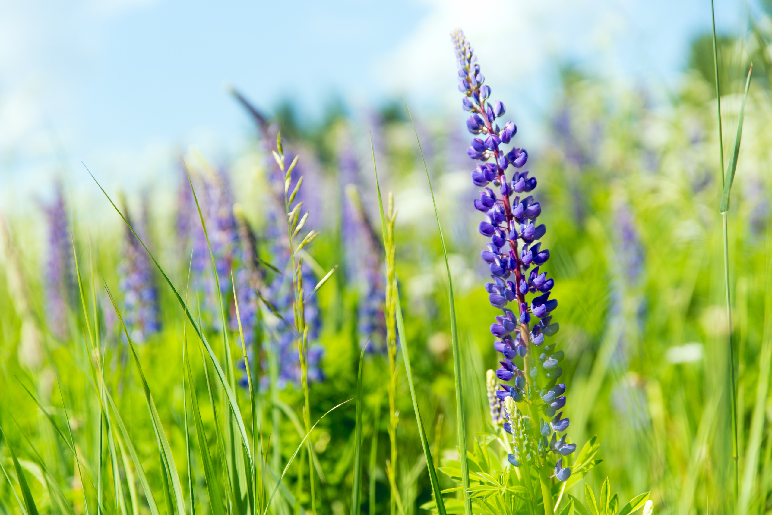 Фотограф для семьи. Дарья Нетреба Фотограф на Крещение, Венчание Псков и область