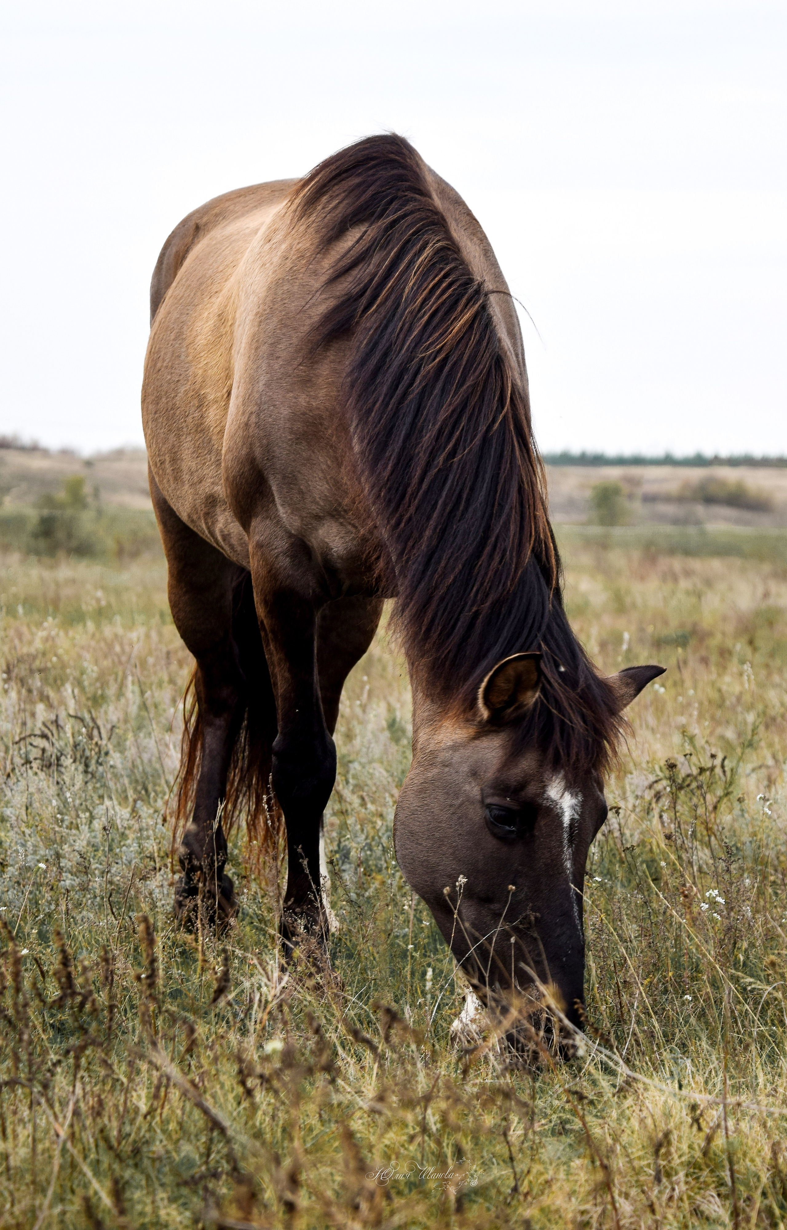 Лошади. Конный фотограф в Саратове Юлия Иванова