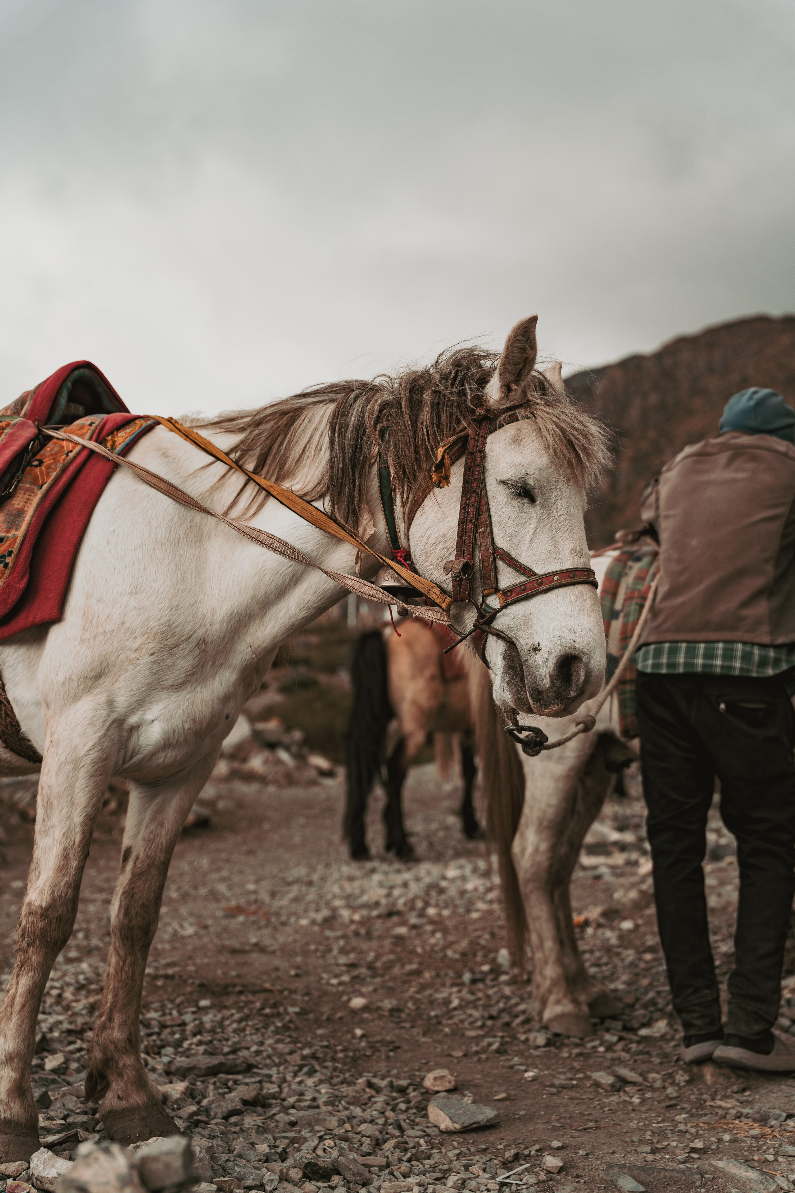 Королевство Мустанг. Dmitry Ippolitov