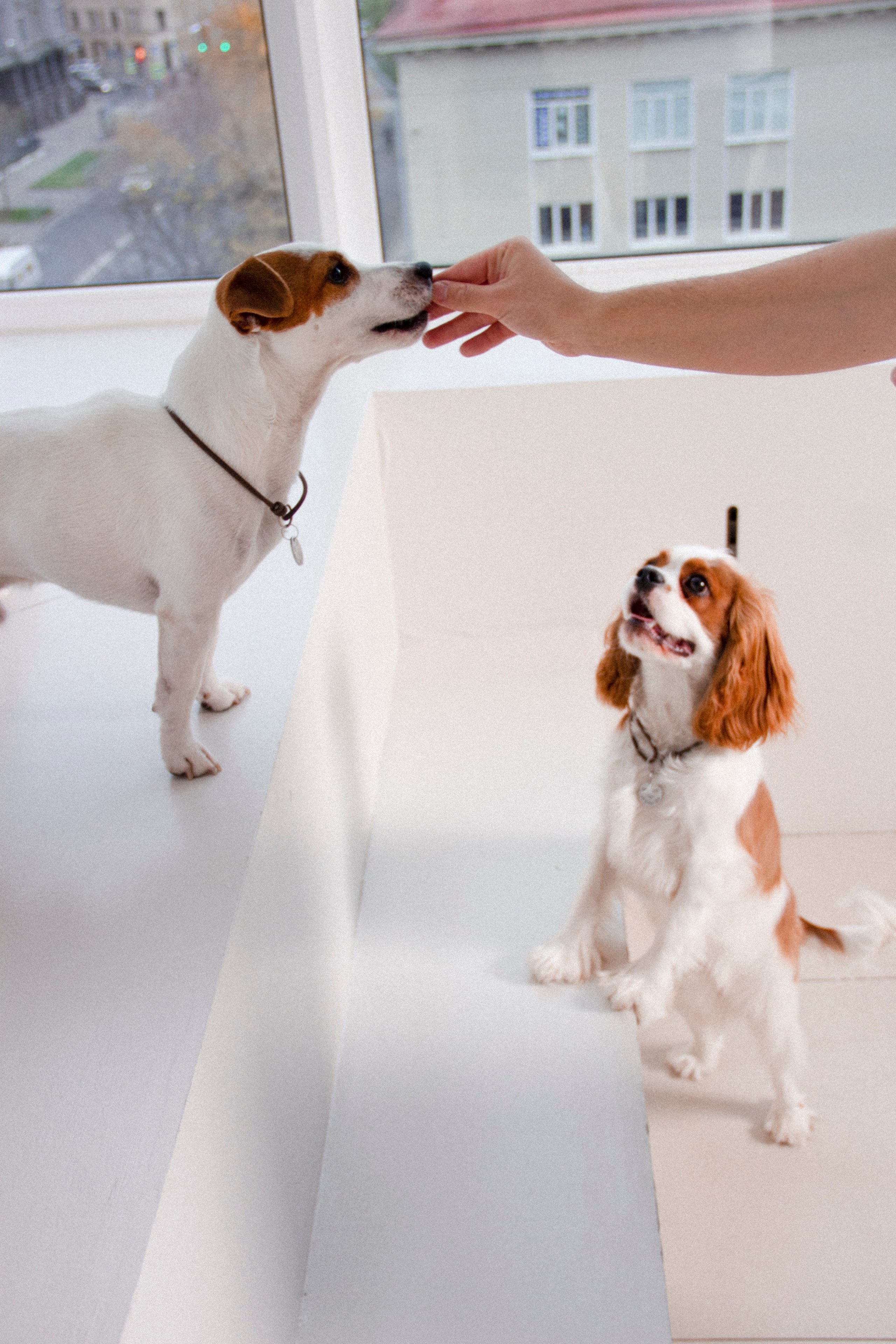 Валерия и Алексей. Фотограф в Санкт-Петербурге Смирнова Диана