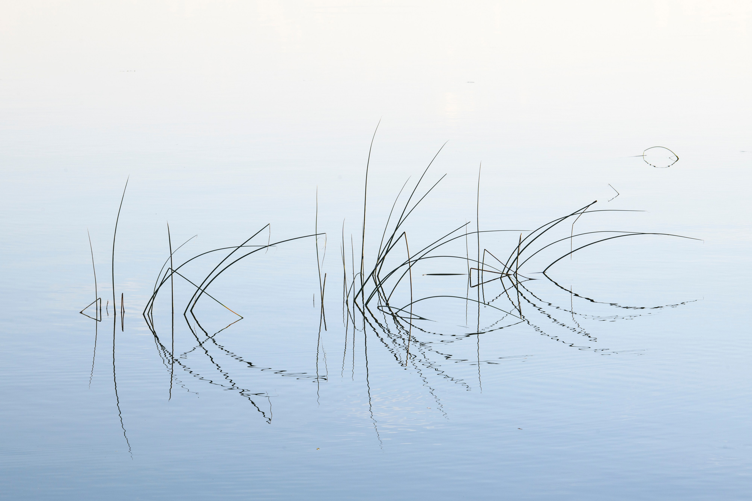 Переславль-Залесский. Wildlife photography by Sergey Puponin