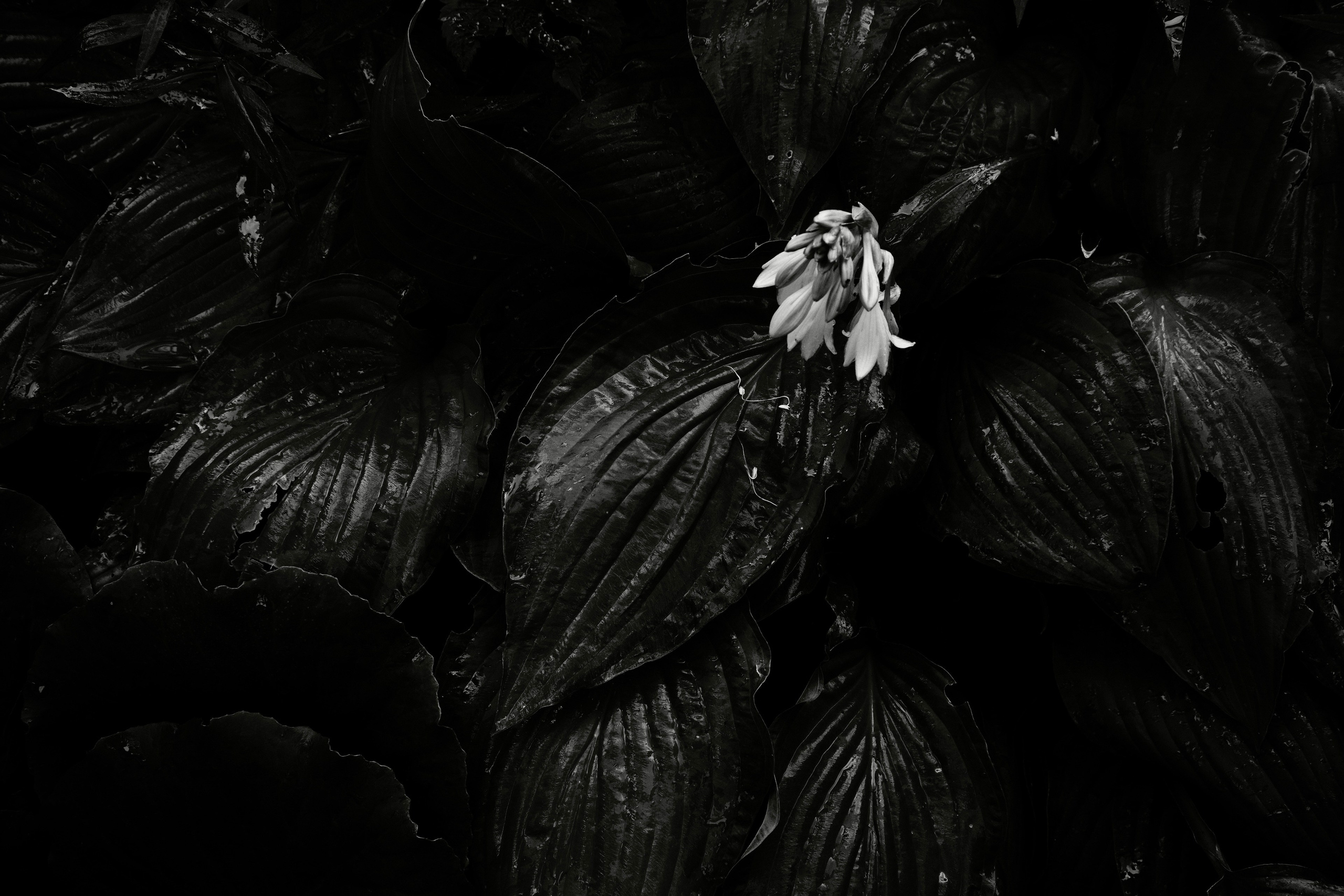 Природа. Фотограф Маргана Лоция