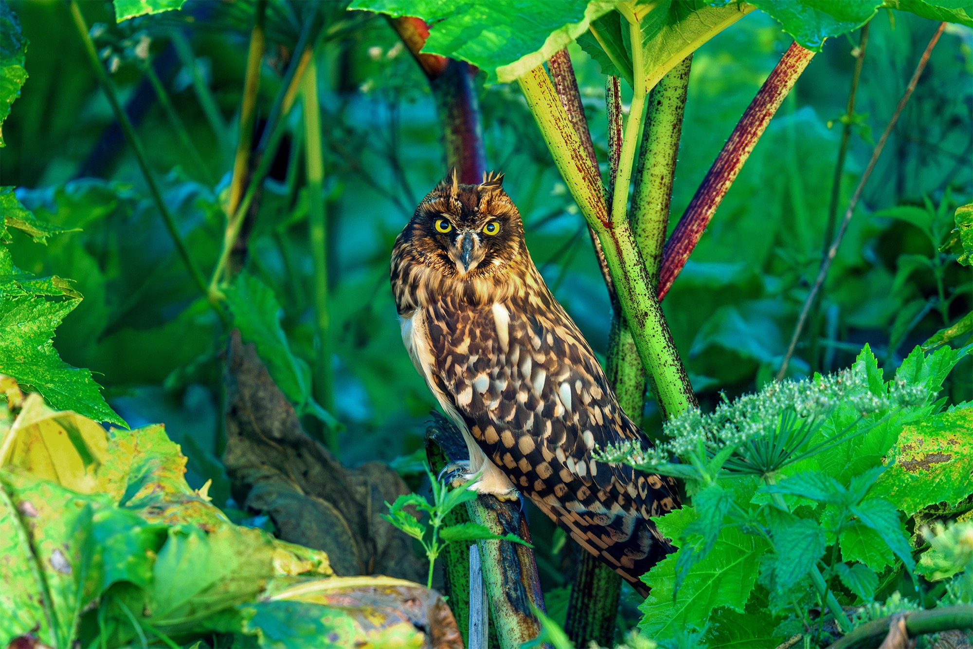 Удивительные мир птиц. Вокруг нас столько прекрасного — присмотритесь!. Ваш личный фотограф Марина Волкова