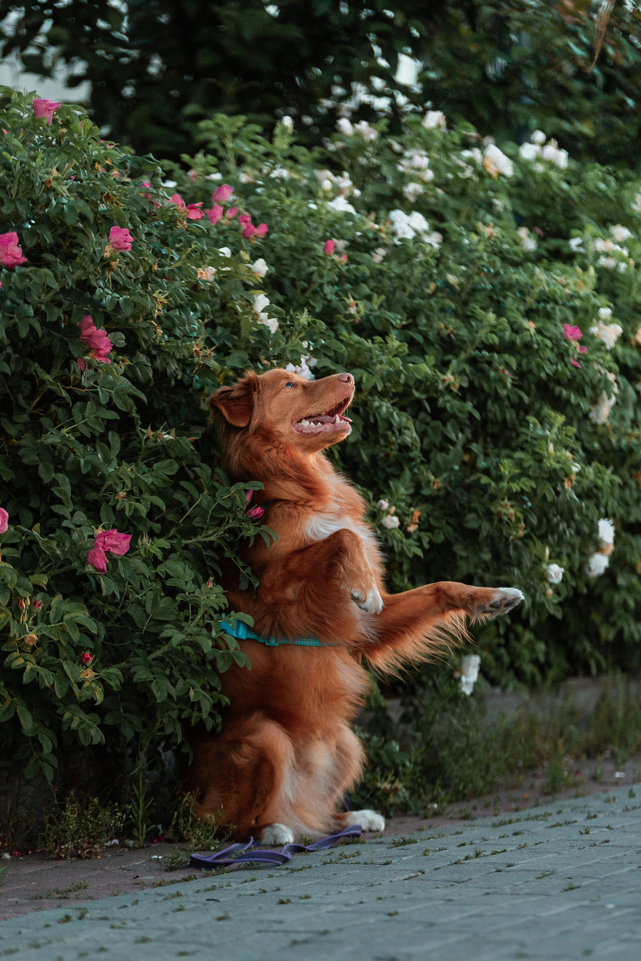 Таня и Лео. Фотограф-анималист Анастасия Парфенова|Екатеринбург