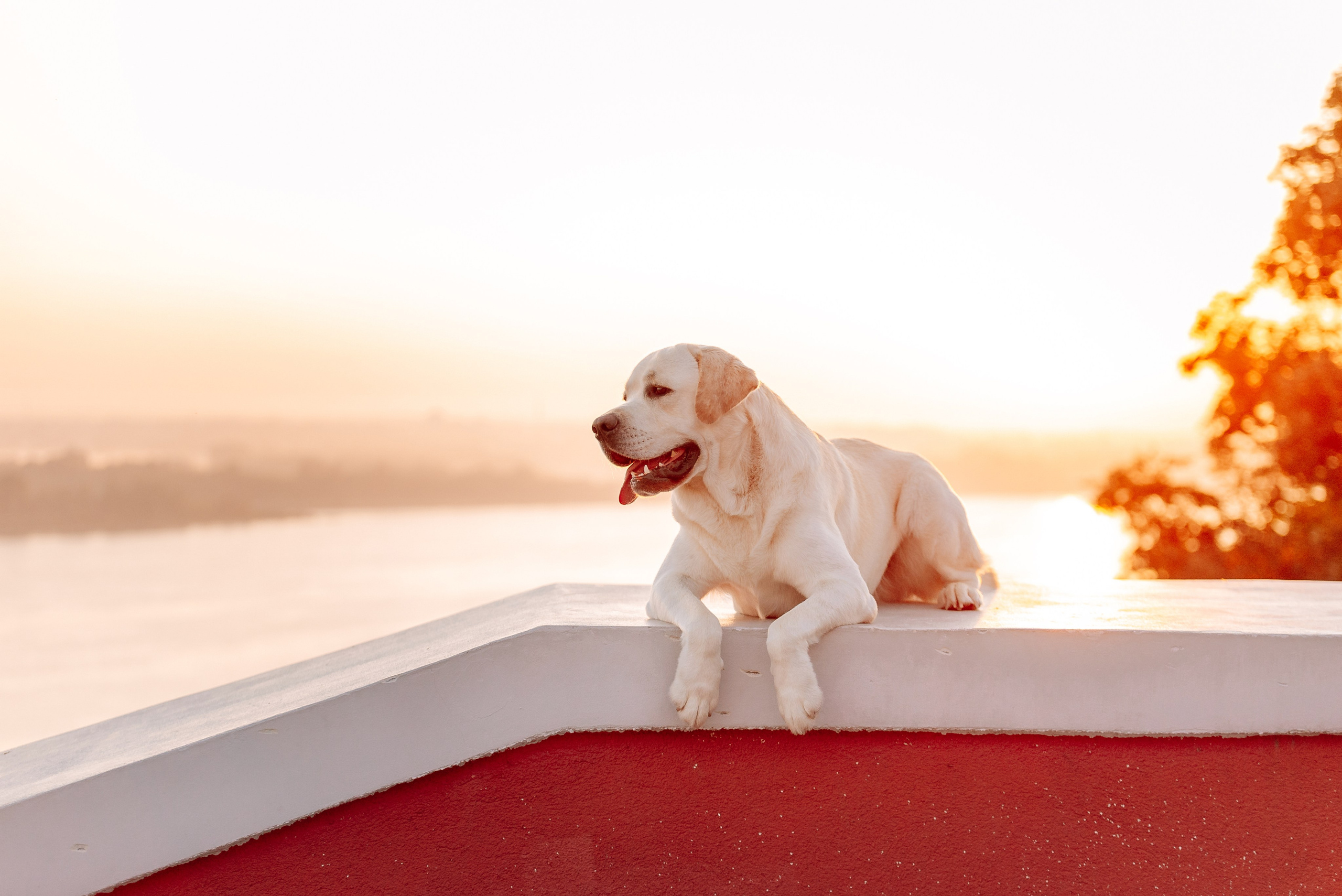 Екатерина, Урал и Бест. Фотограф-анималист Анастасия Парфенова|Екатеринбург