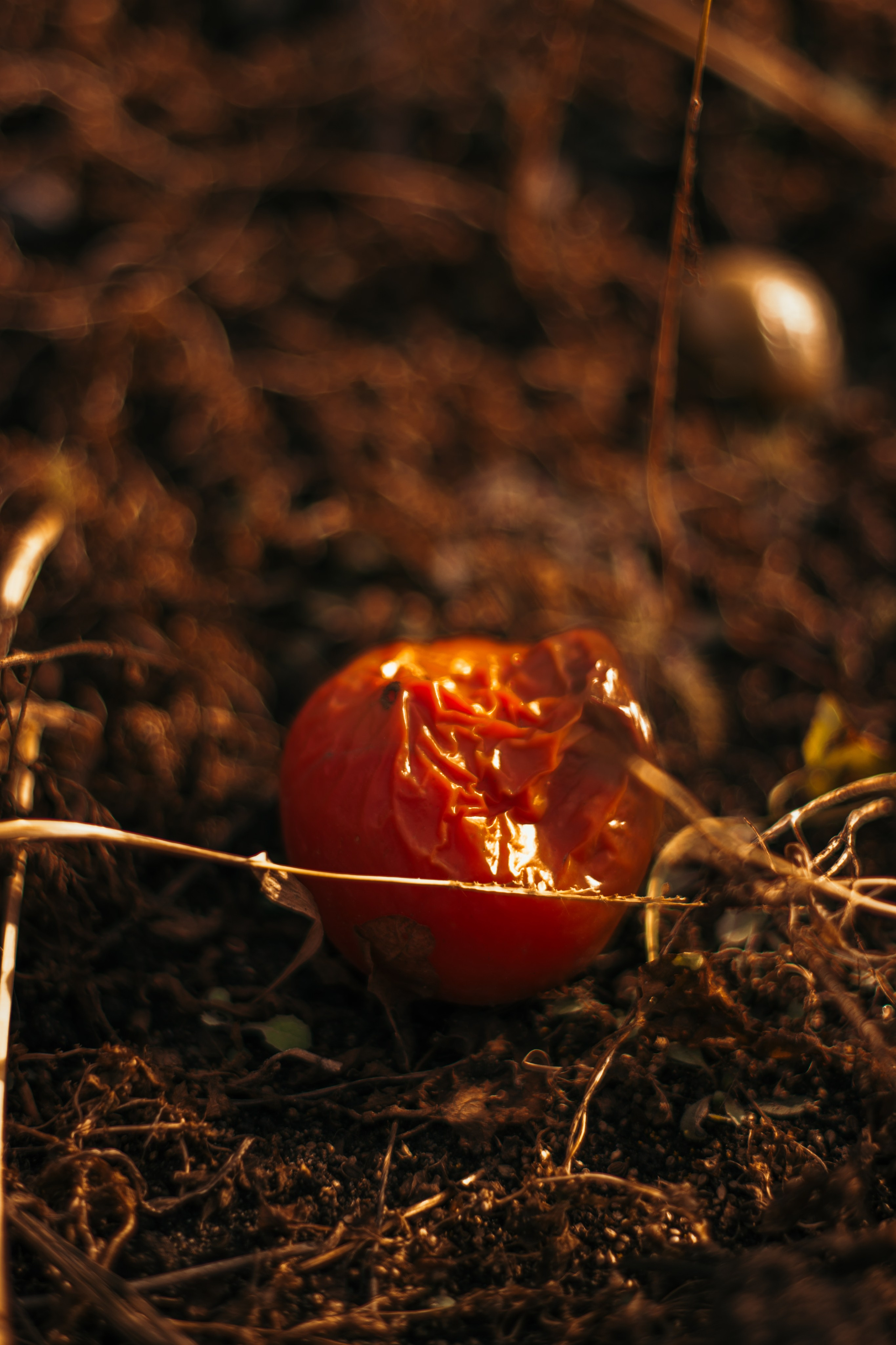 Flowers. Фотографирую искусство в Хабаровске