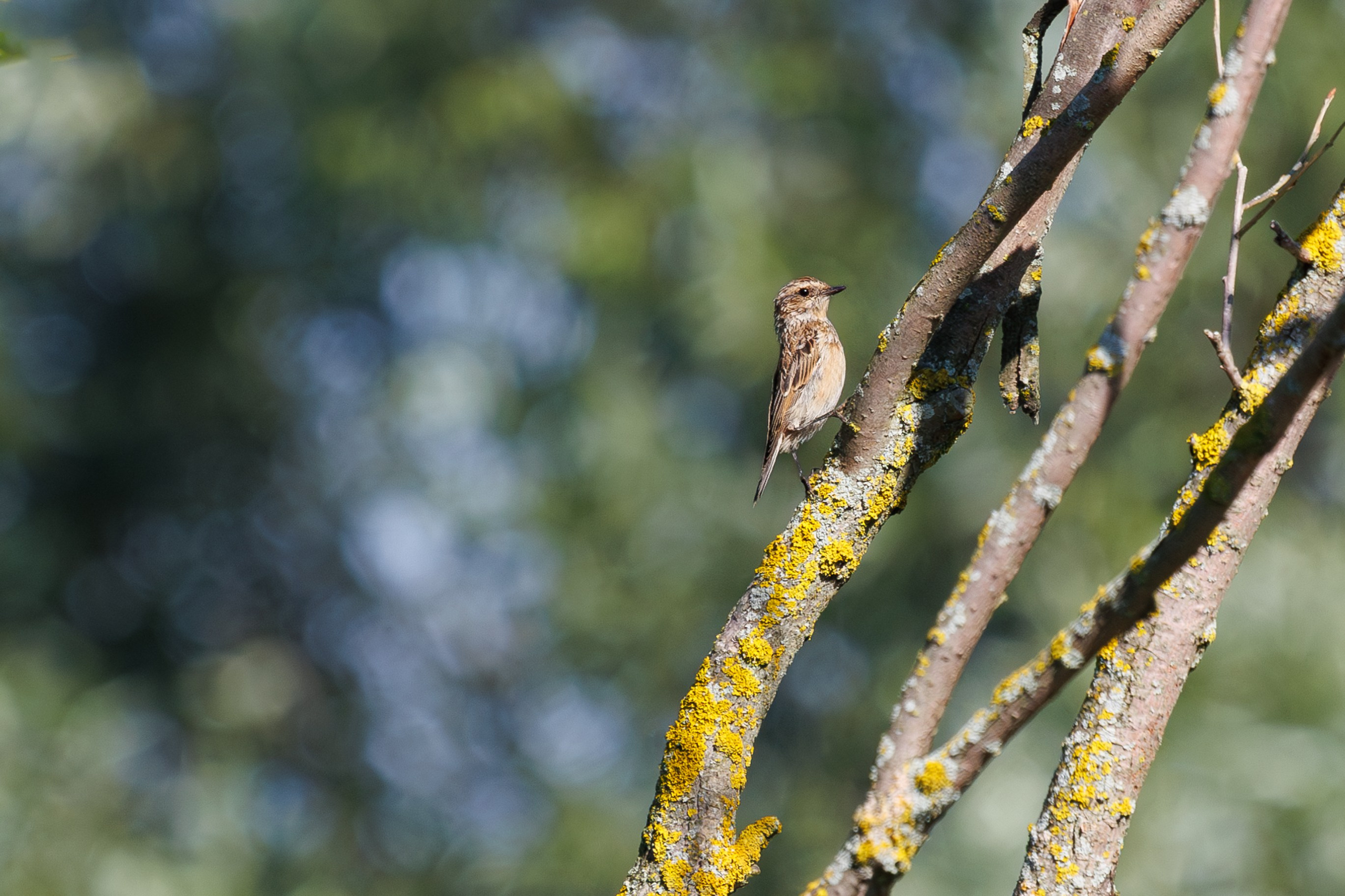 Птицы Москворецкого пойменного заказника. Птицы парков г. Люберцы
