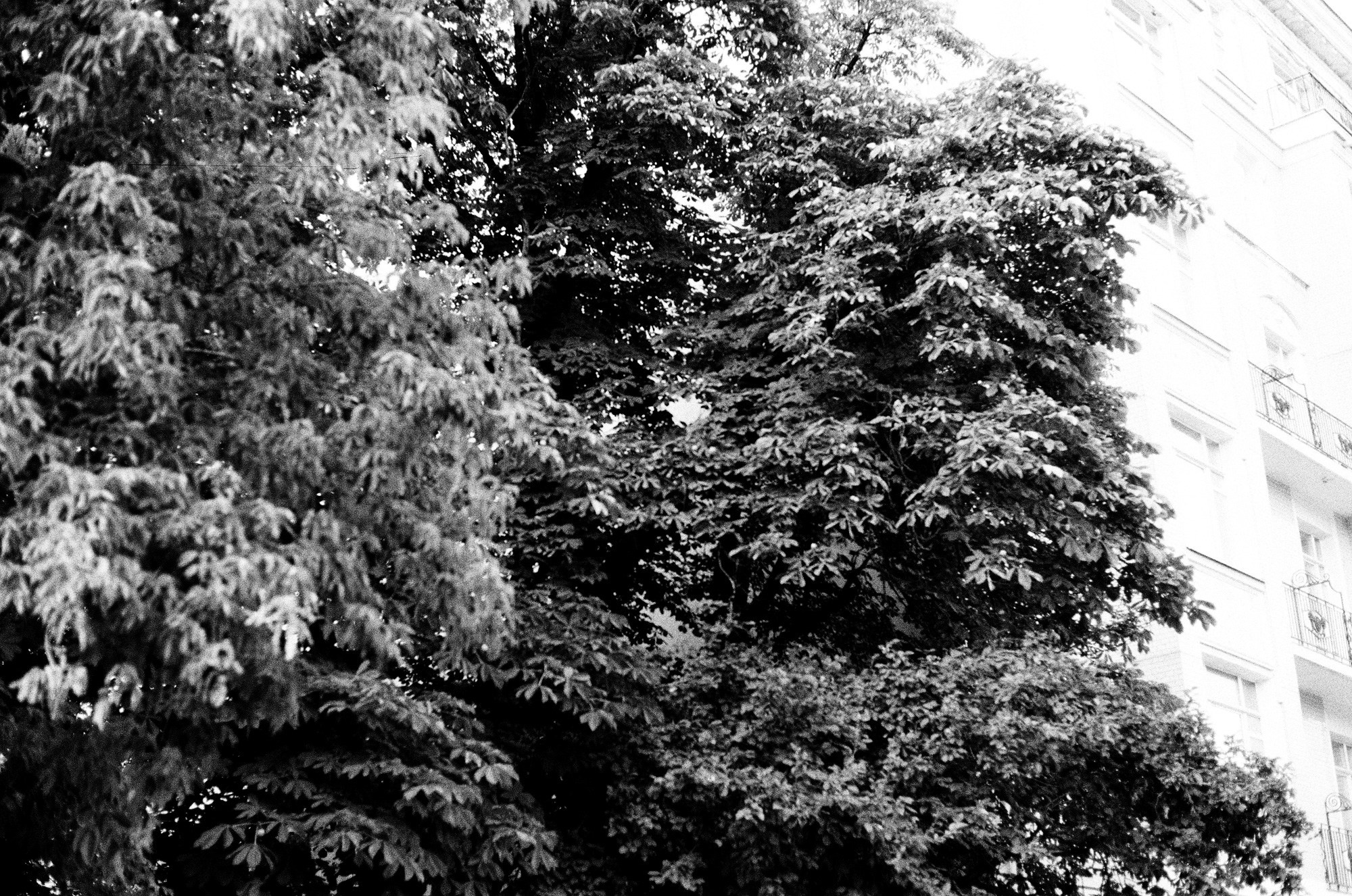 Нескучный сад и Остоженка. Другой Павел Поцелуев. Фотограф в 2025 году