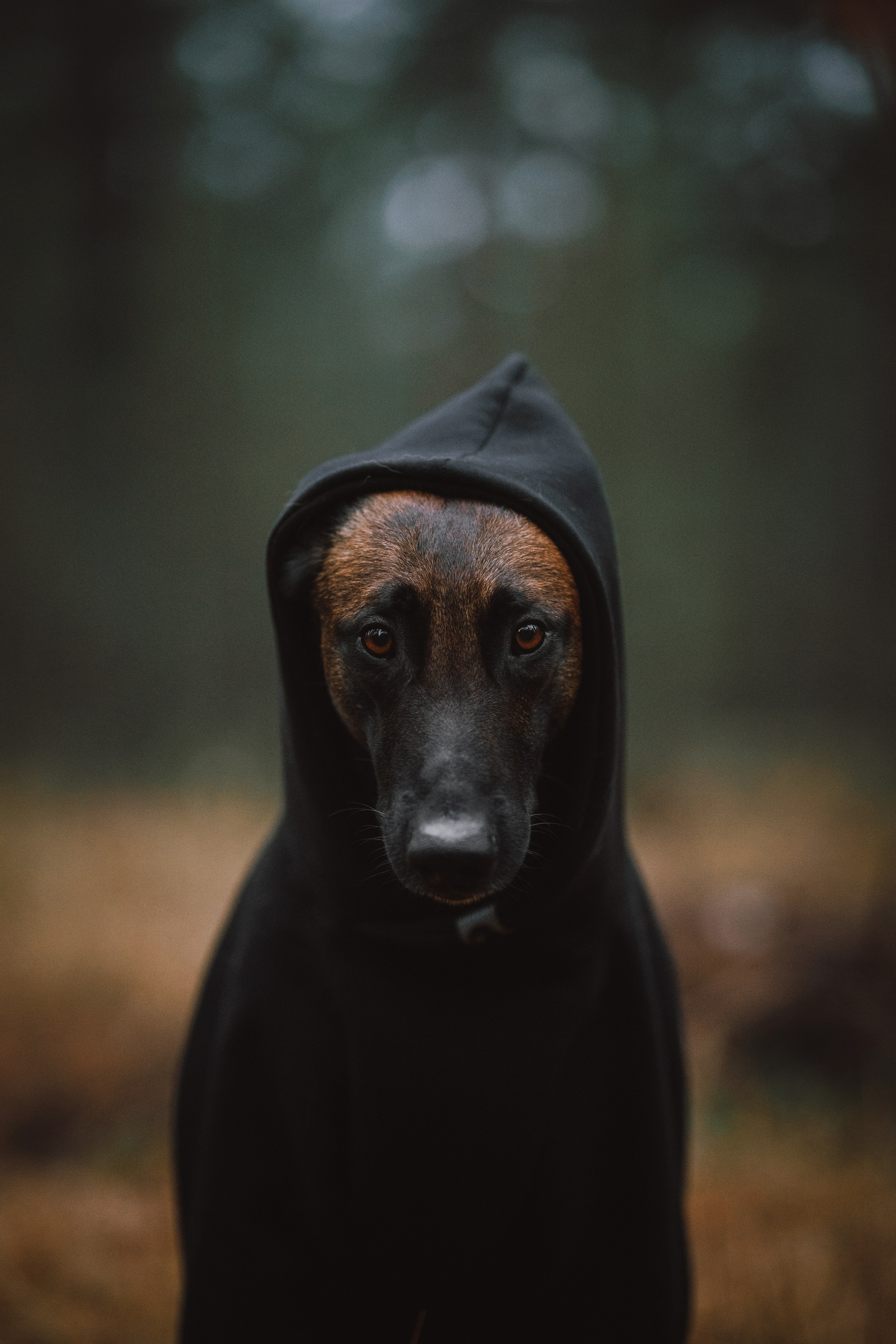 Раш. Фотограф анималист Осипчикова Мария