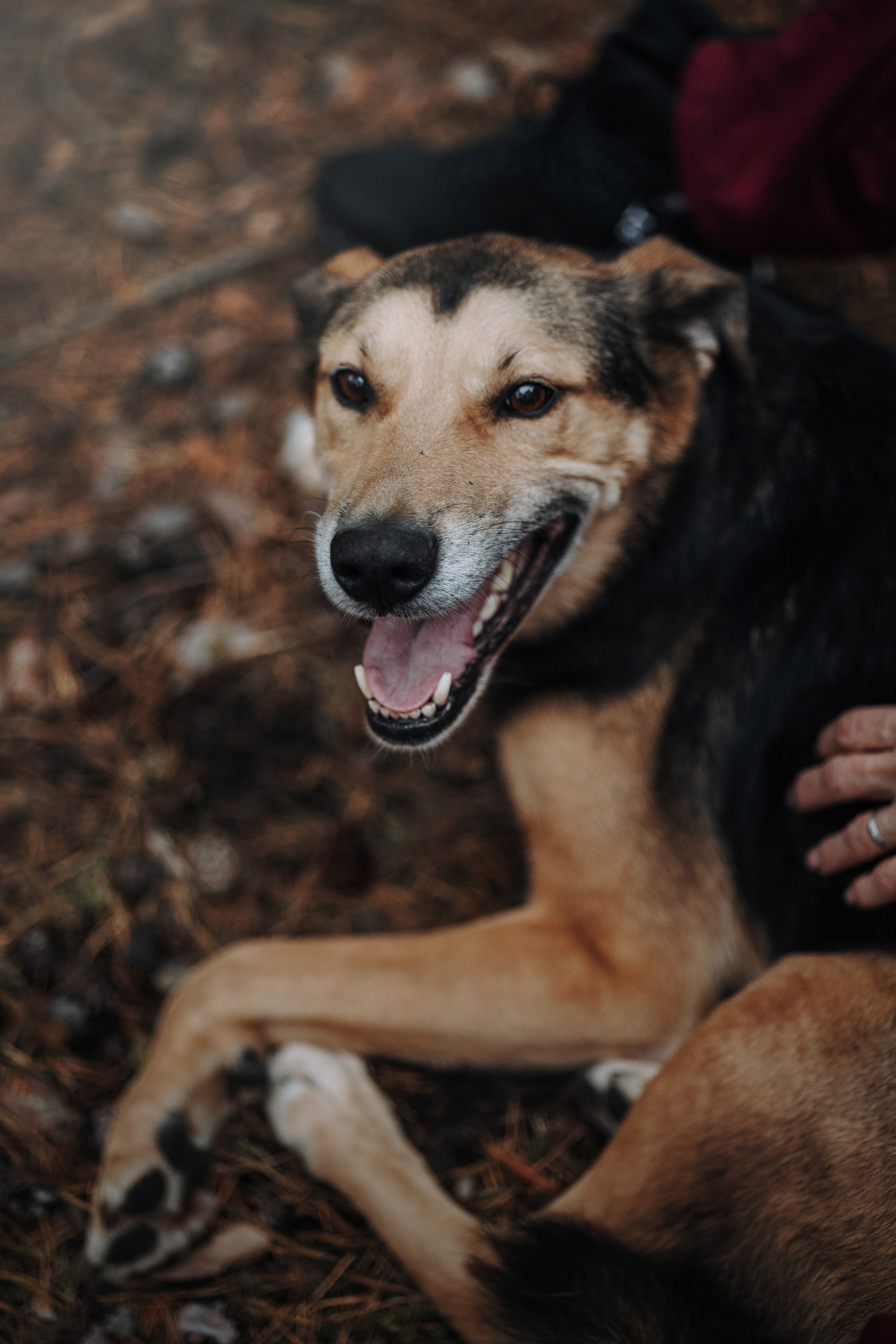 Наталья и Того. Фотограф — Анималист | Санкт-Петербург