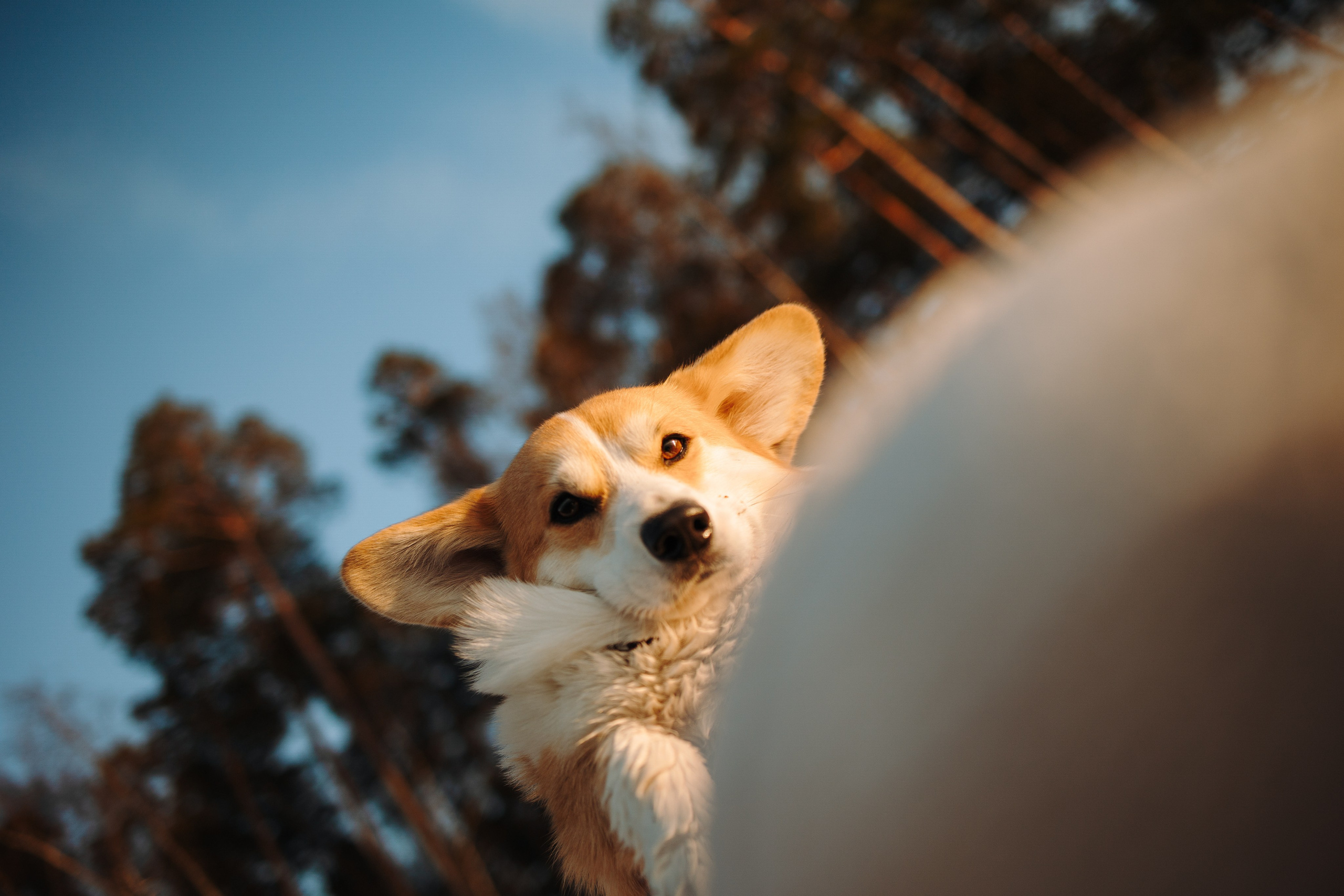 Найт и его семья. Фотограф — Анималист | Санкт-Петербург