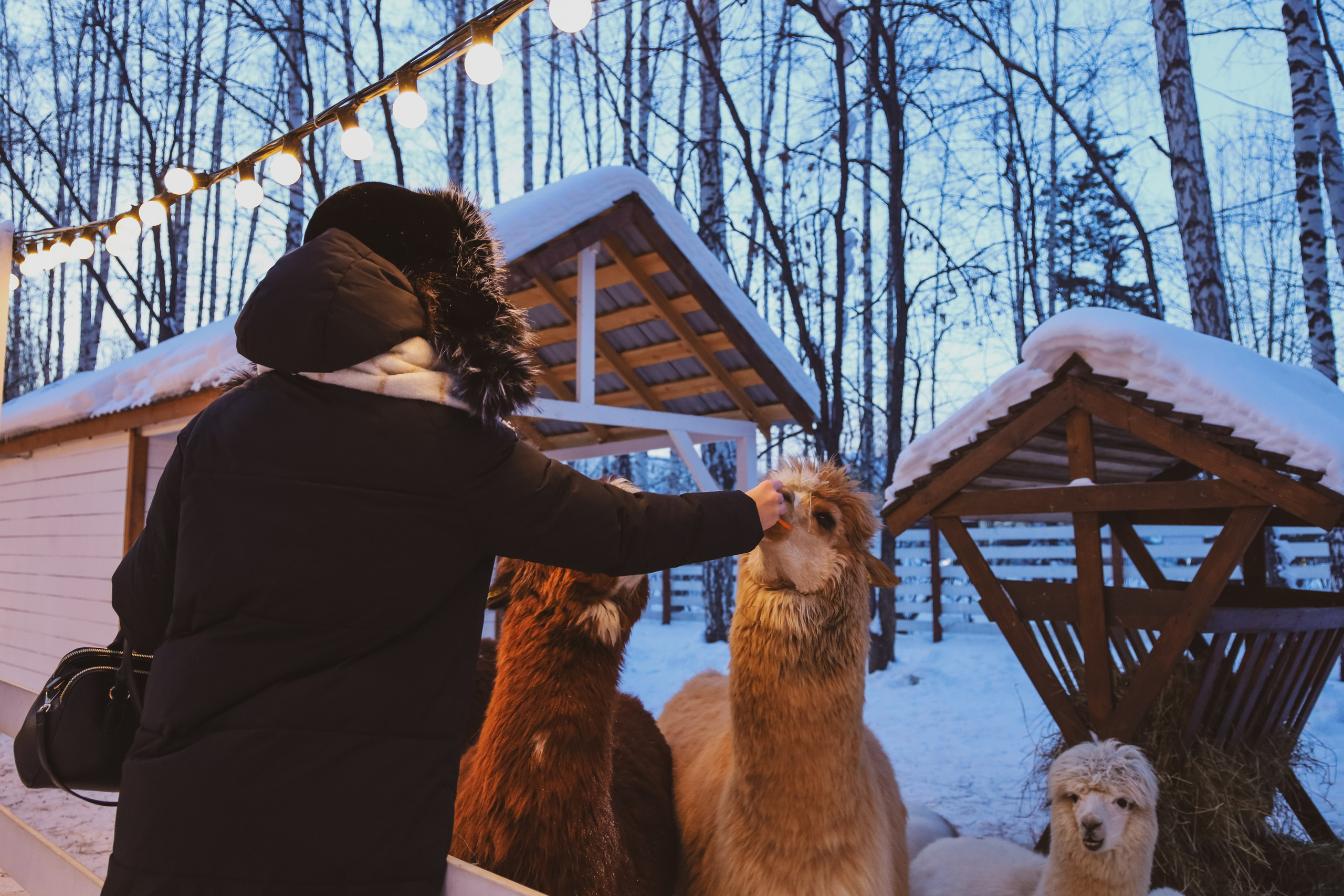 Alpaca park. Фотограф/дизайнер в Екатеринбурге Хитрый Дмитрий