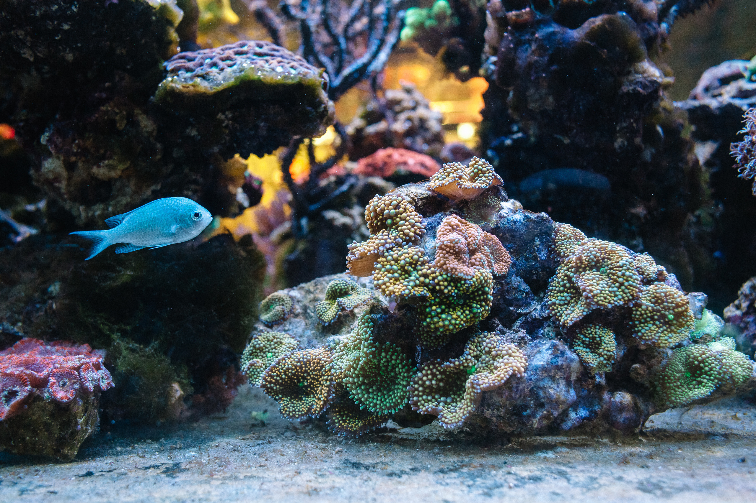 Солодухины в Петербурге. Семейный и свадебный фотограф в Майкопе Михаил Мартиросян