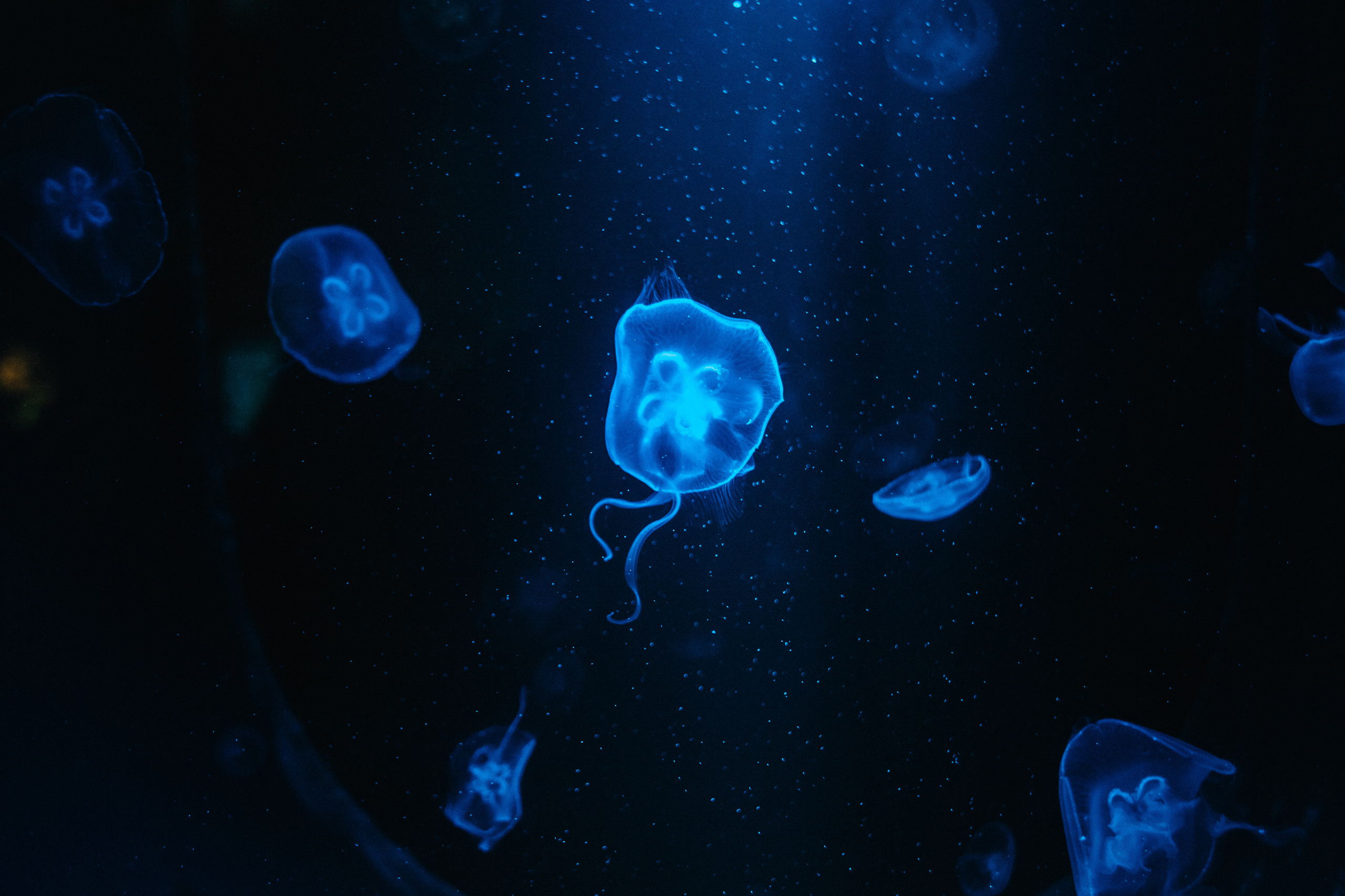 Солодухины в Петербурге. Семейный и свадебный фотограф в Майкопе Михаил Мартиросян