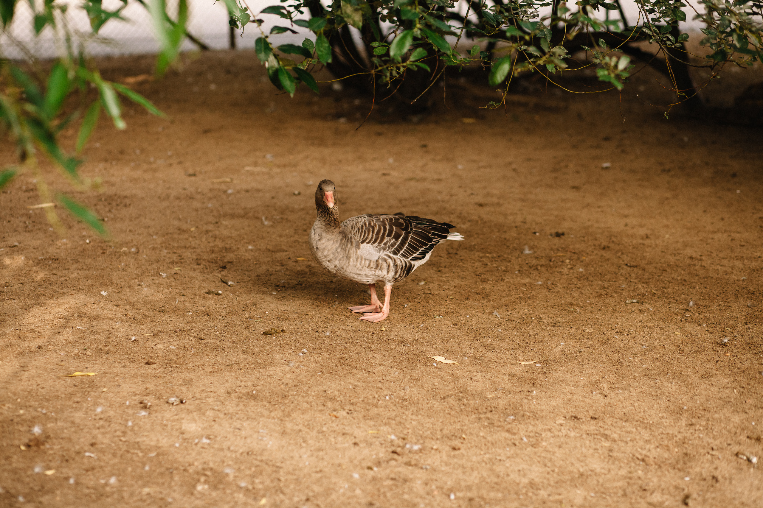 Солодухины в Петербурге. Семейный и свадебный фотограф в Майкопе Михаил Мартиросян