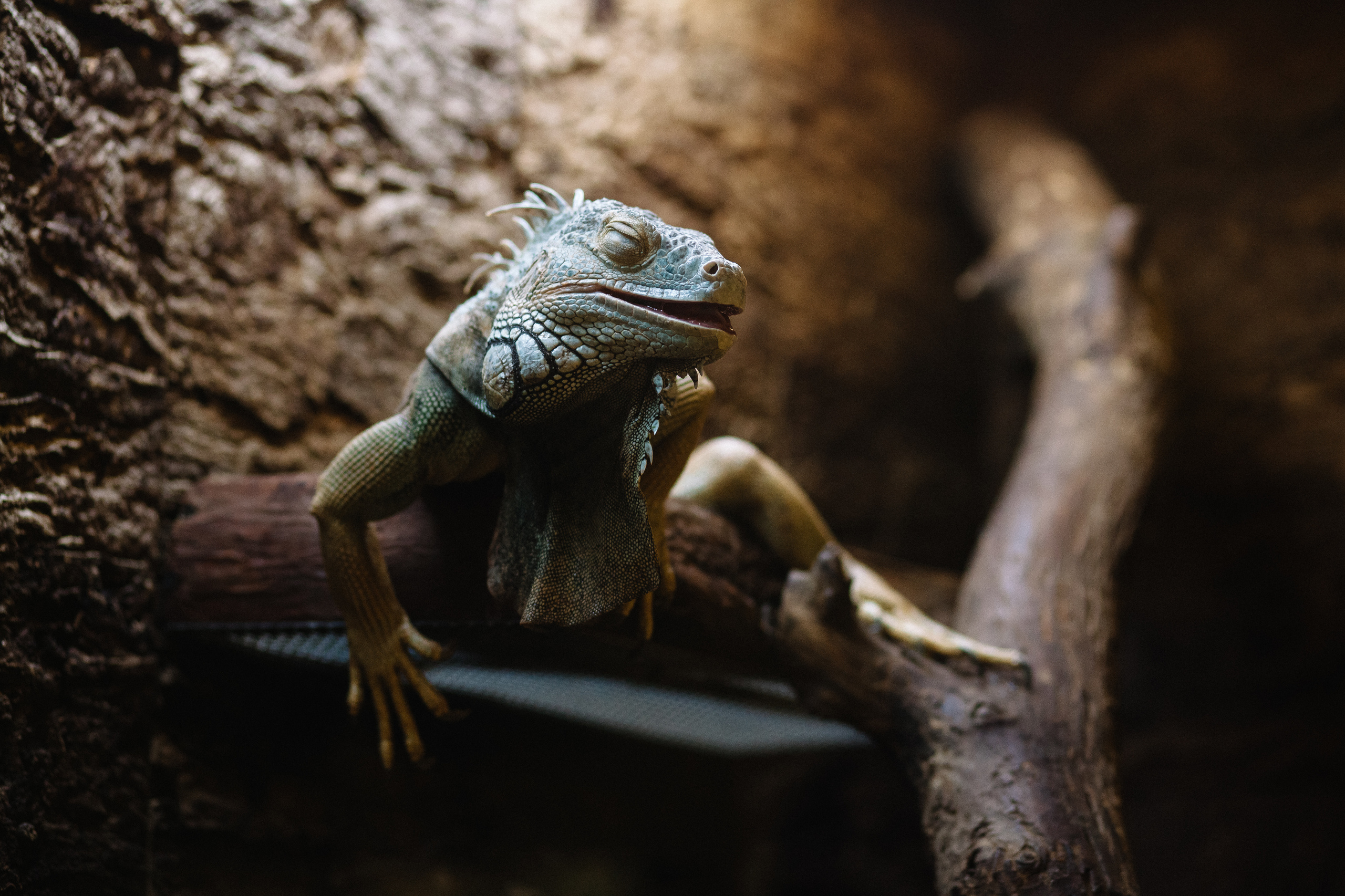 Солодухины в Петербурге. Семейный и свадебный фотограф в Майкопе Михаил Мартиросян