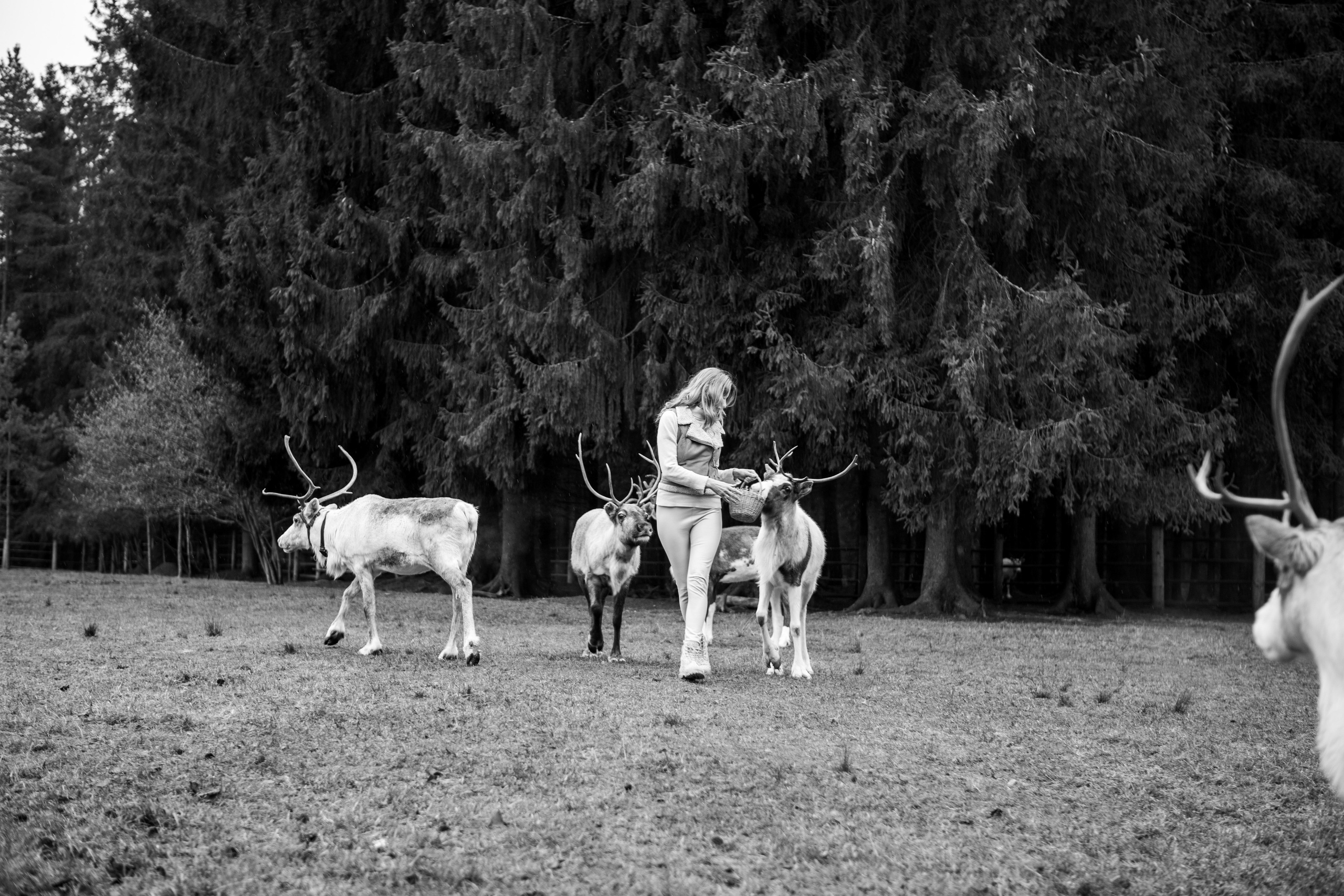 Экспресс с оленями. Свадебный и семейный фотограф Анастасия Багрец