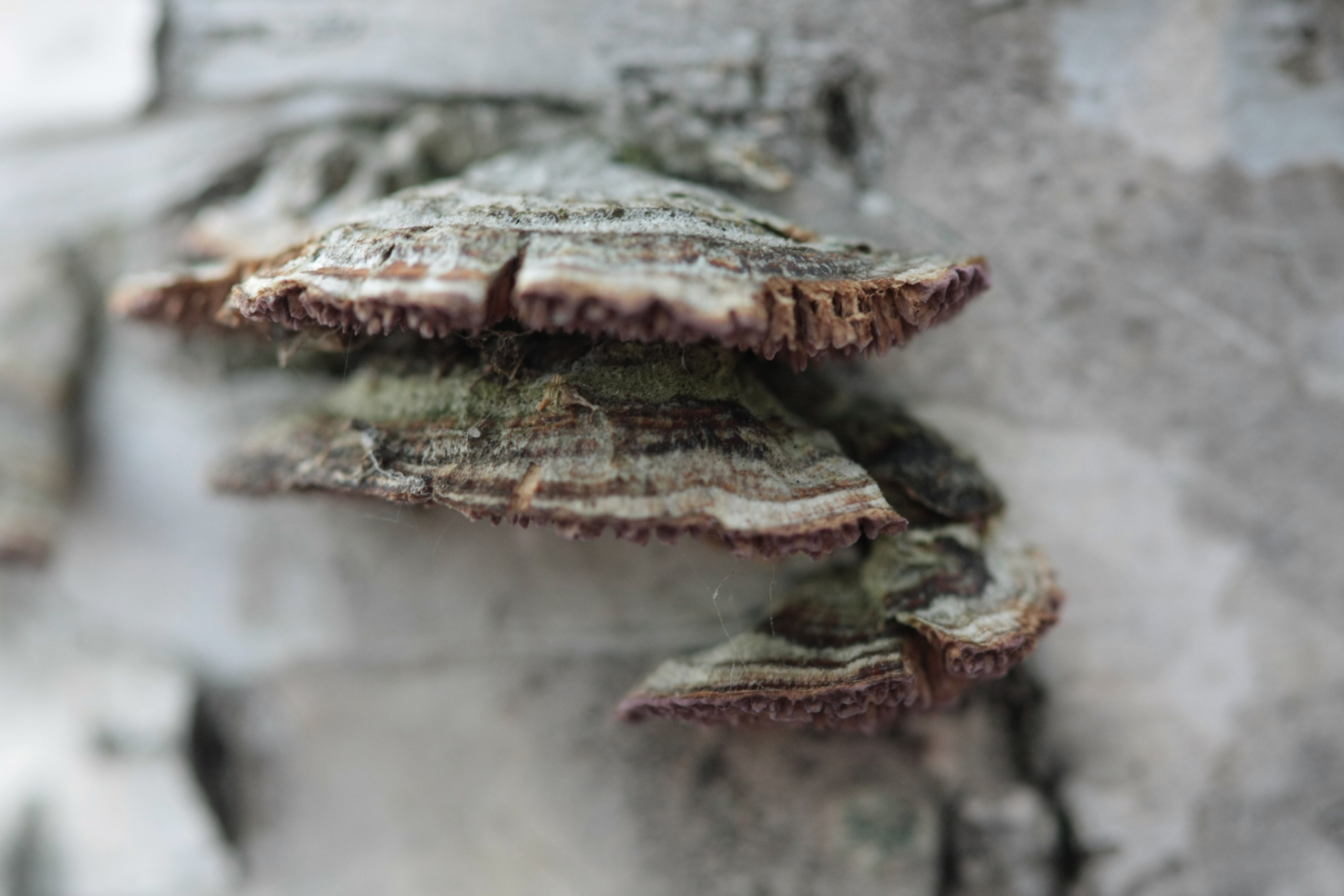 Фото Природы Забайкалья. Студия Максима Белослюдцева