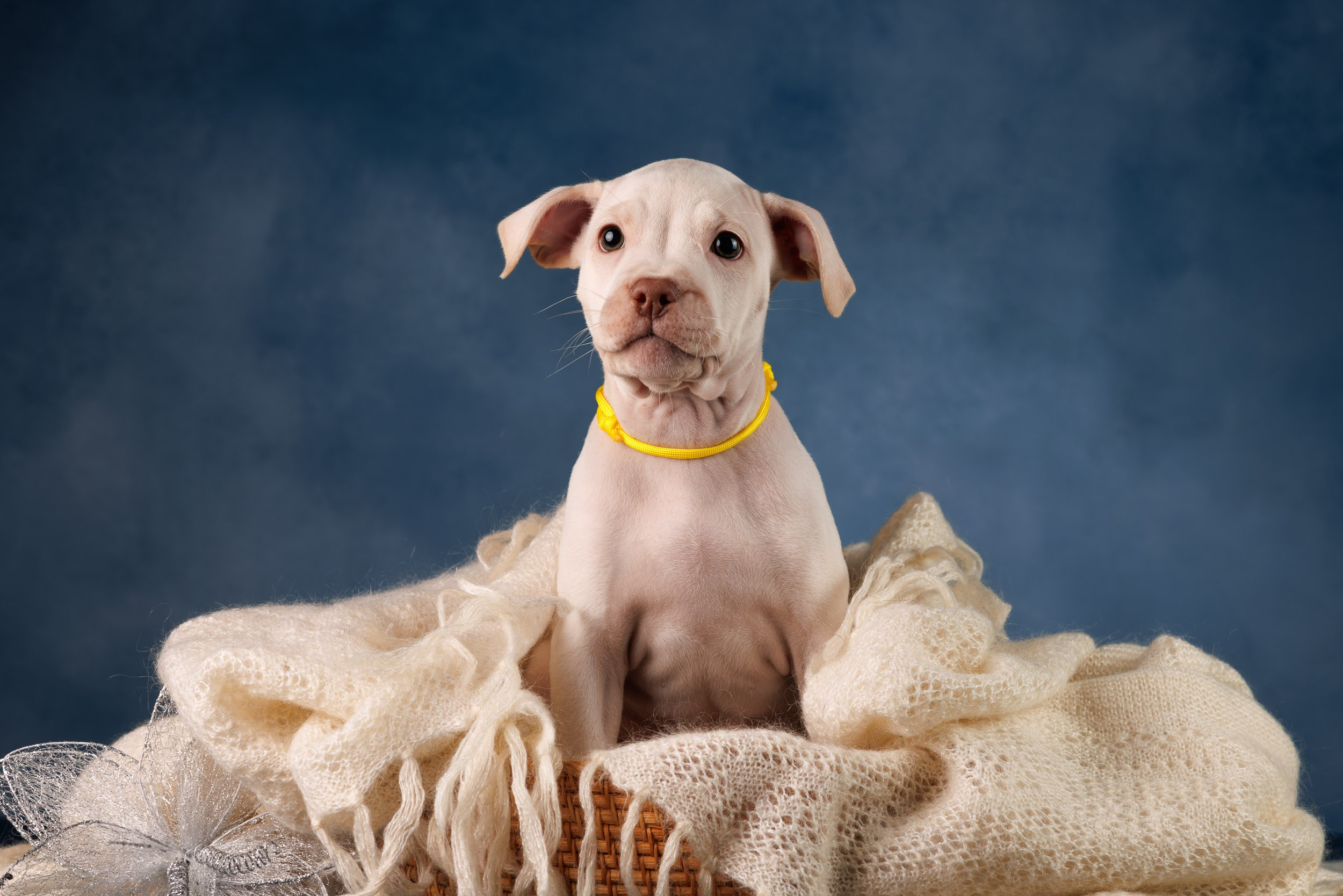 Съемка щенков АПБТ. Фотограф-анималист в Москве и Московской области Татьяна Фролова