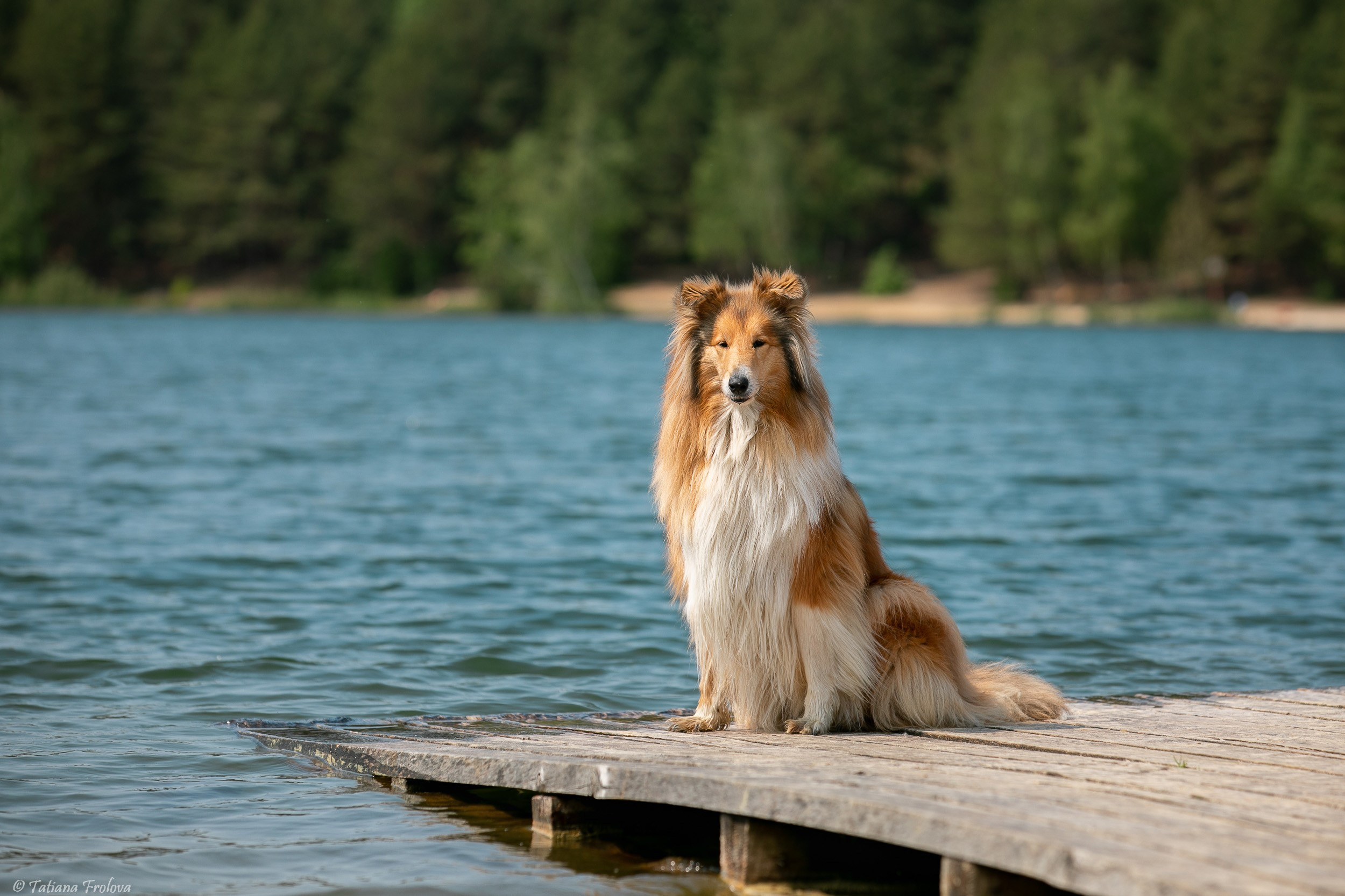 Анималистическая фотосъемка на озере в Лыткарино Московской области. Фотограф-анималист в Москве и Московской области Татьяна Фролова
