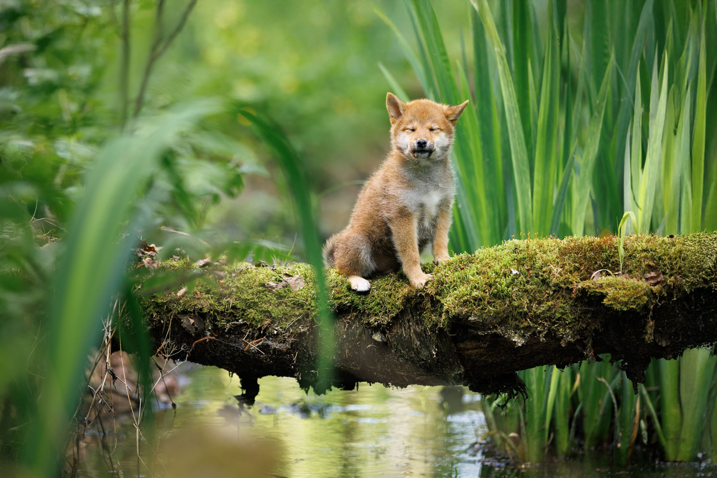 Фото щенков в Москве и Московской области. Фотограф-анималист в Москве и Московской области Татьяна Фролова