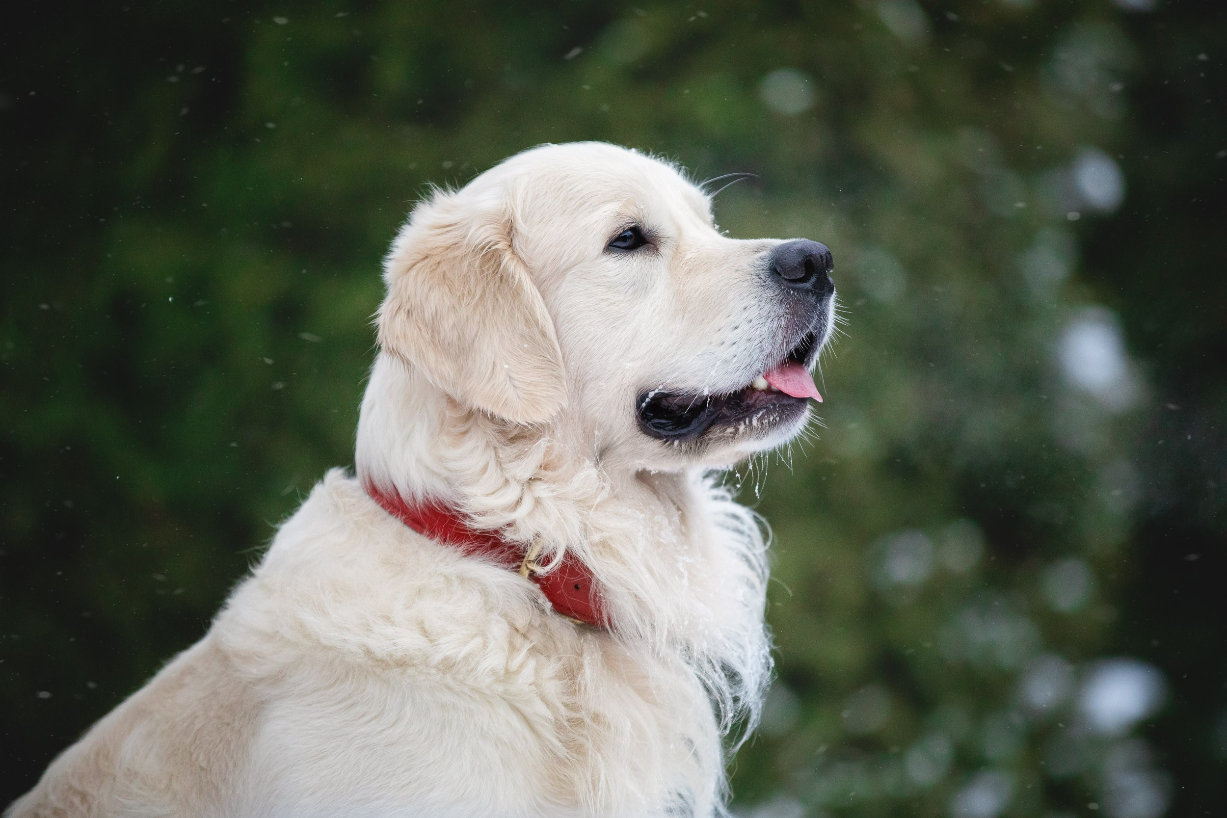 Фотосессия хозяина и ретривера. Фотограф-анималист в Москве и Московской области Татьяна Фролова