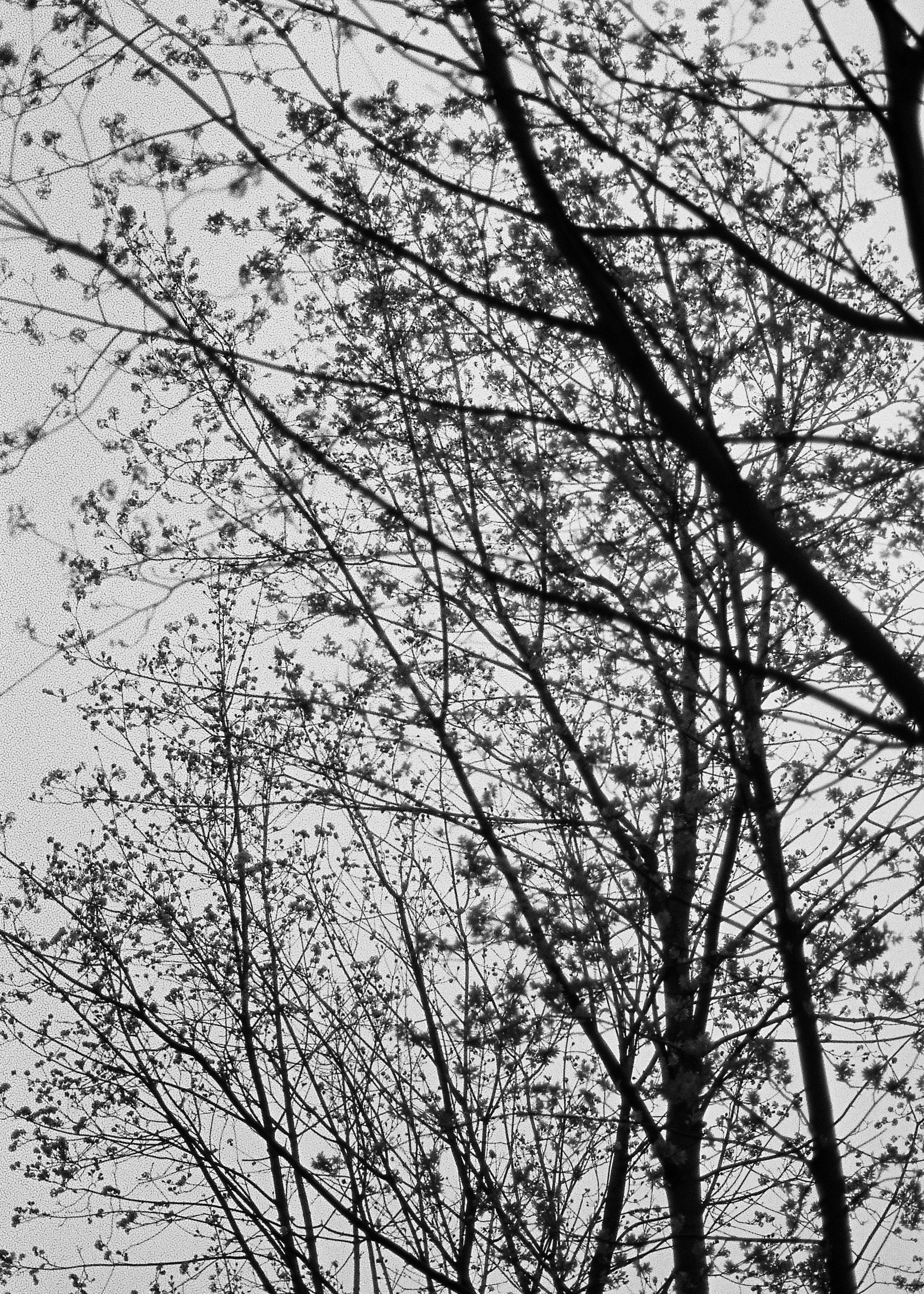 Весной 2025. ФОТОМЕТАОХОТА