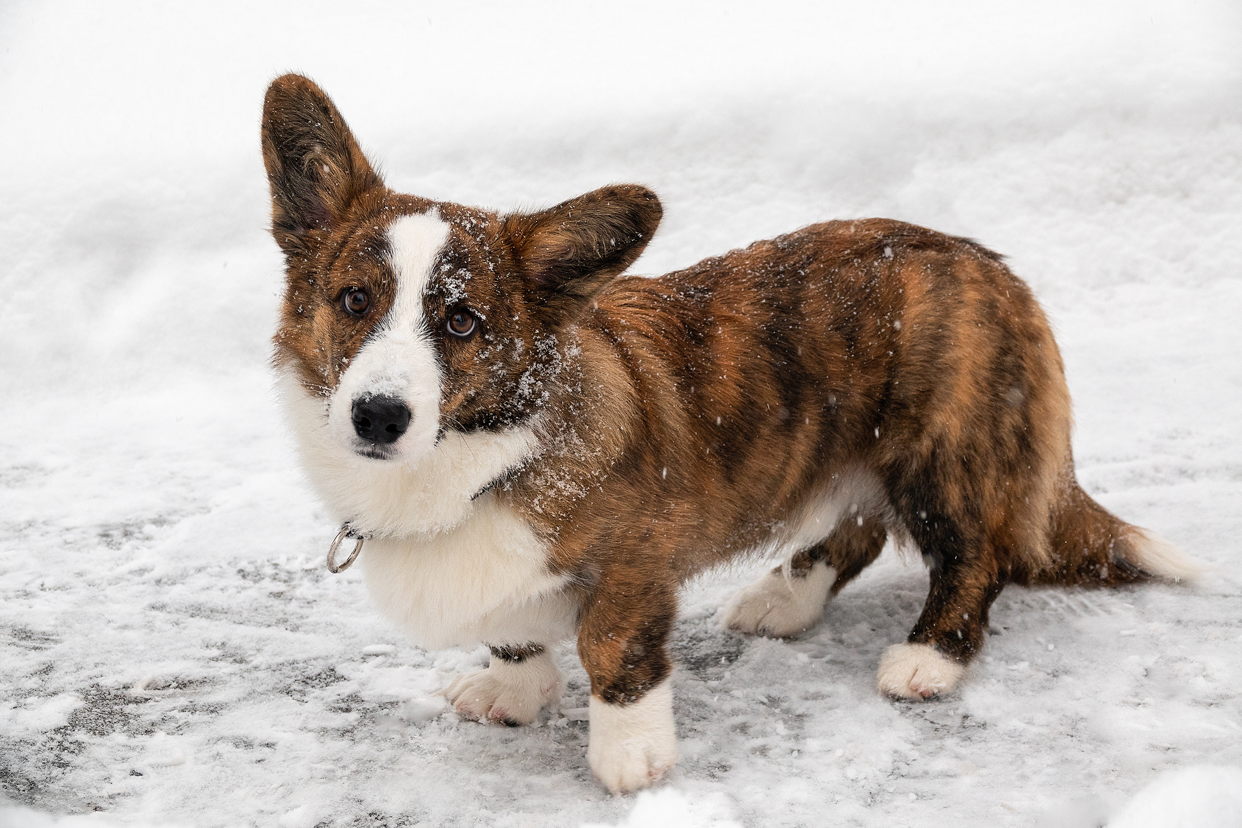 Фотосессия очаровательного малыша Кастера. Фотограф-анималист в Москве Юлия Лайхо