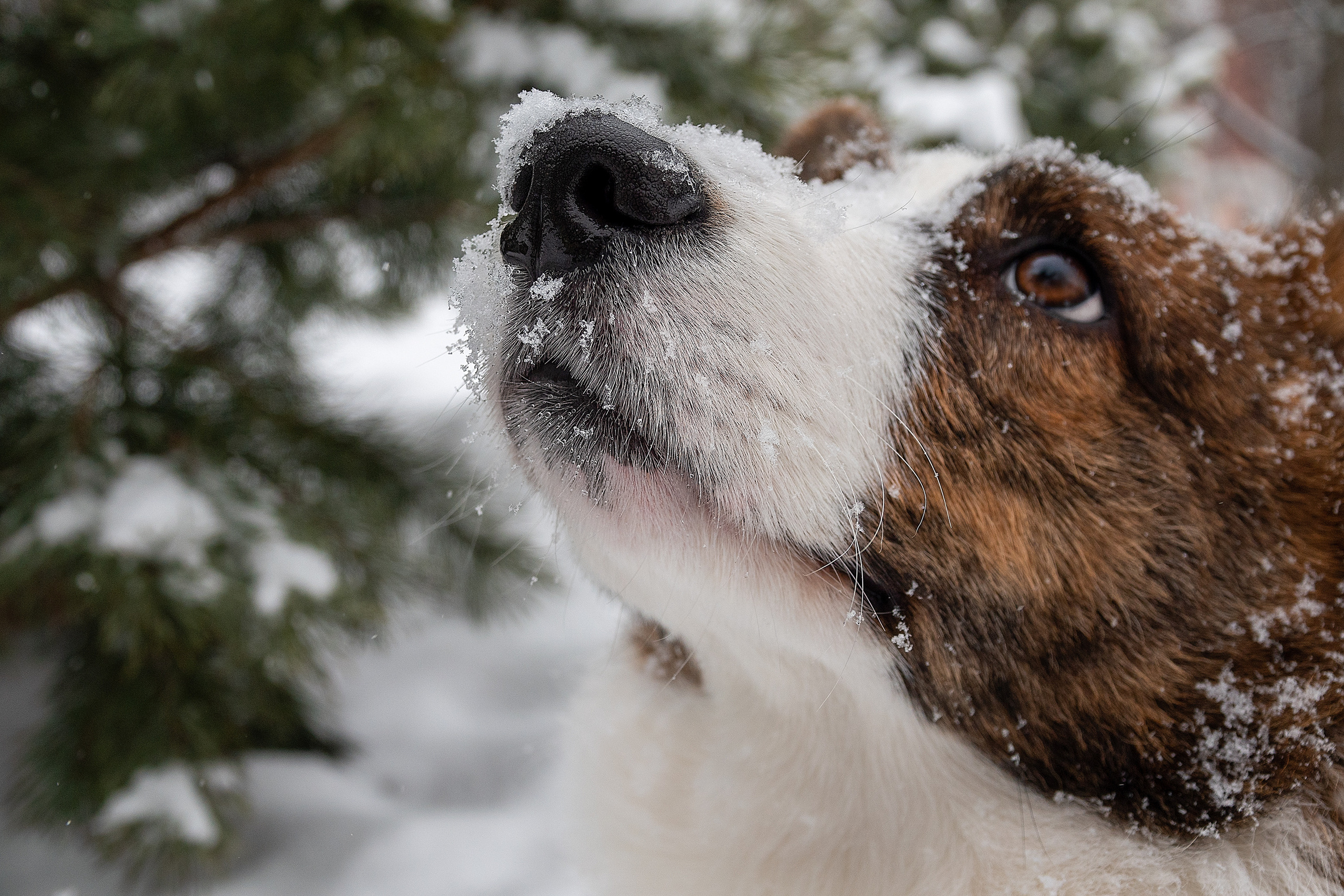 Фотосессия очаровательного малыша Кастера. Фотограф-анималист в Москве Юлия Лайхо